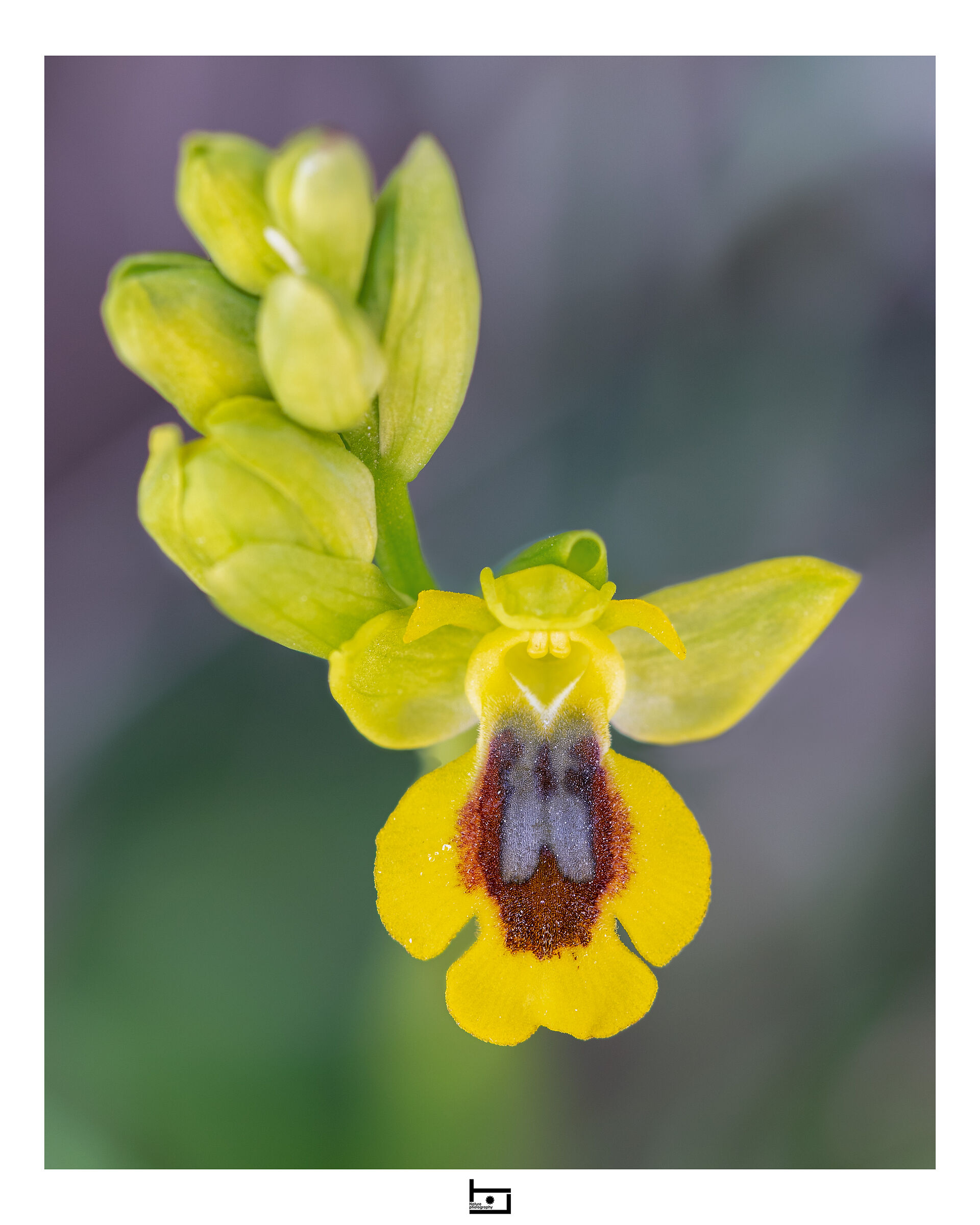 Archetype9/model=?:O Phrys-lutea: