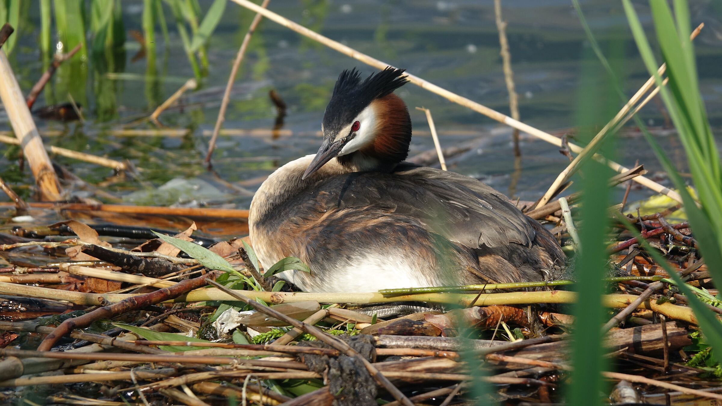 Grebe hatching on Lake Garlate