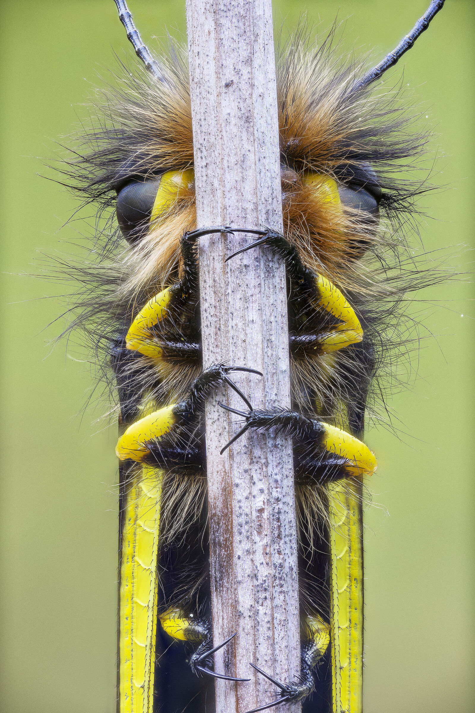 Libelloides coccajus