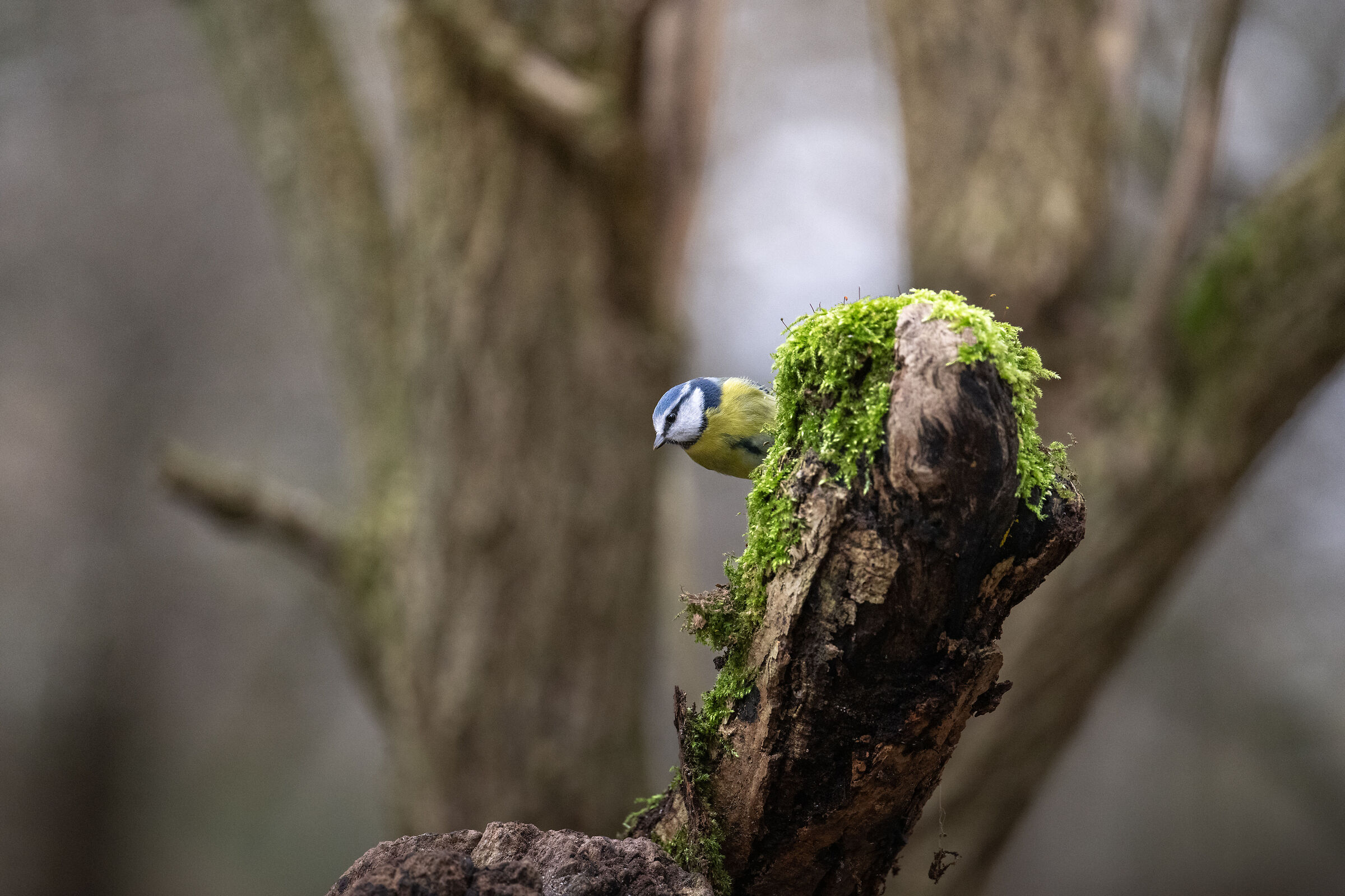 Blue tit (Cyanistes caeruleus)