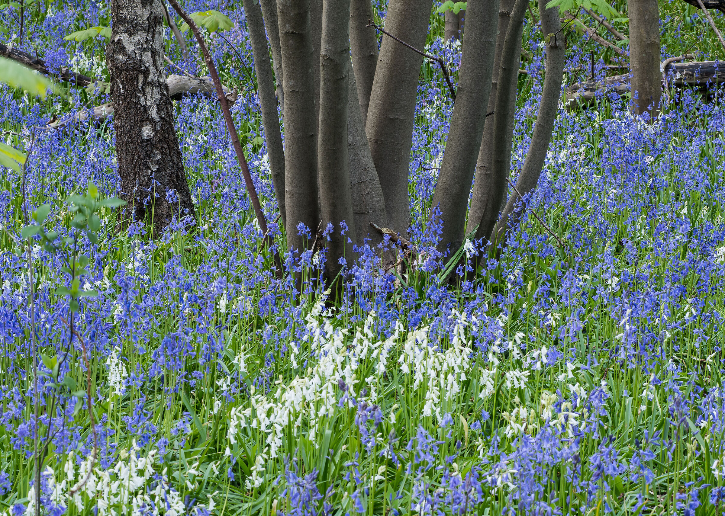 Blue bells