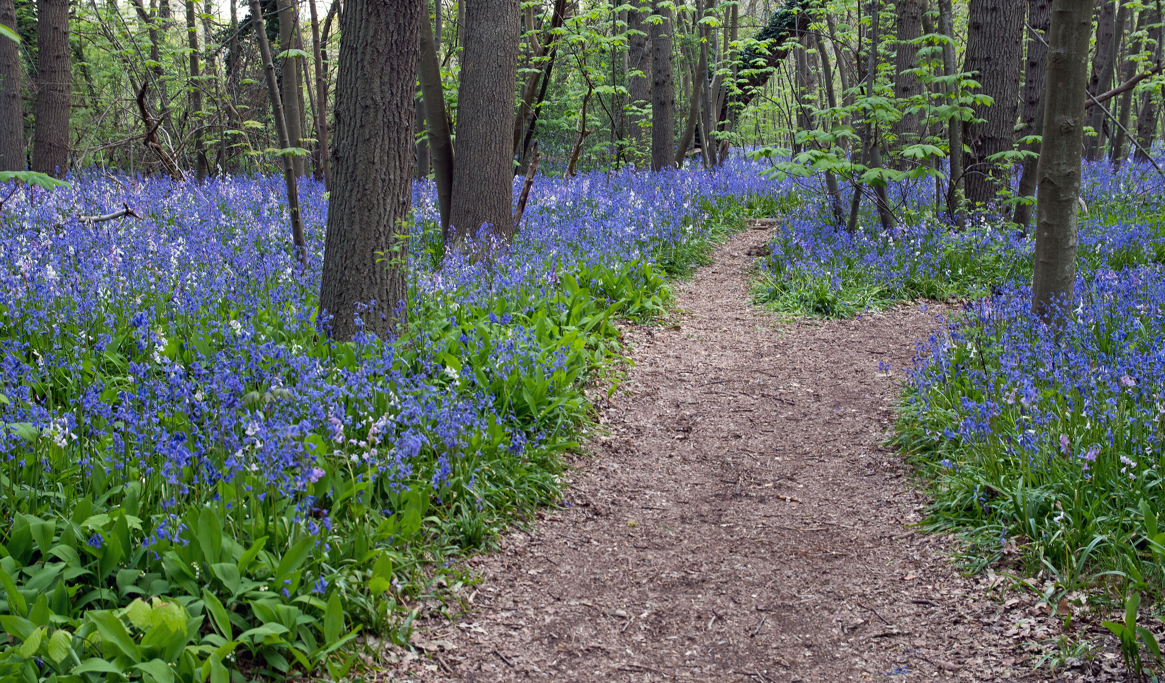 Blue bells