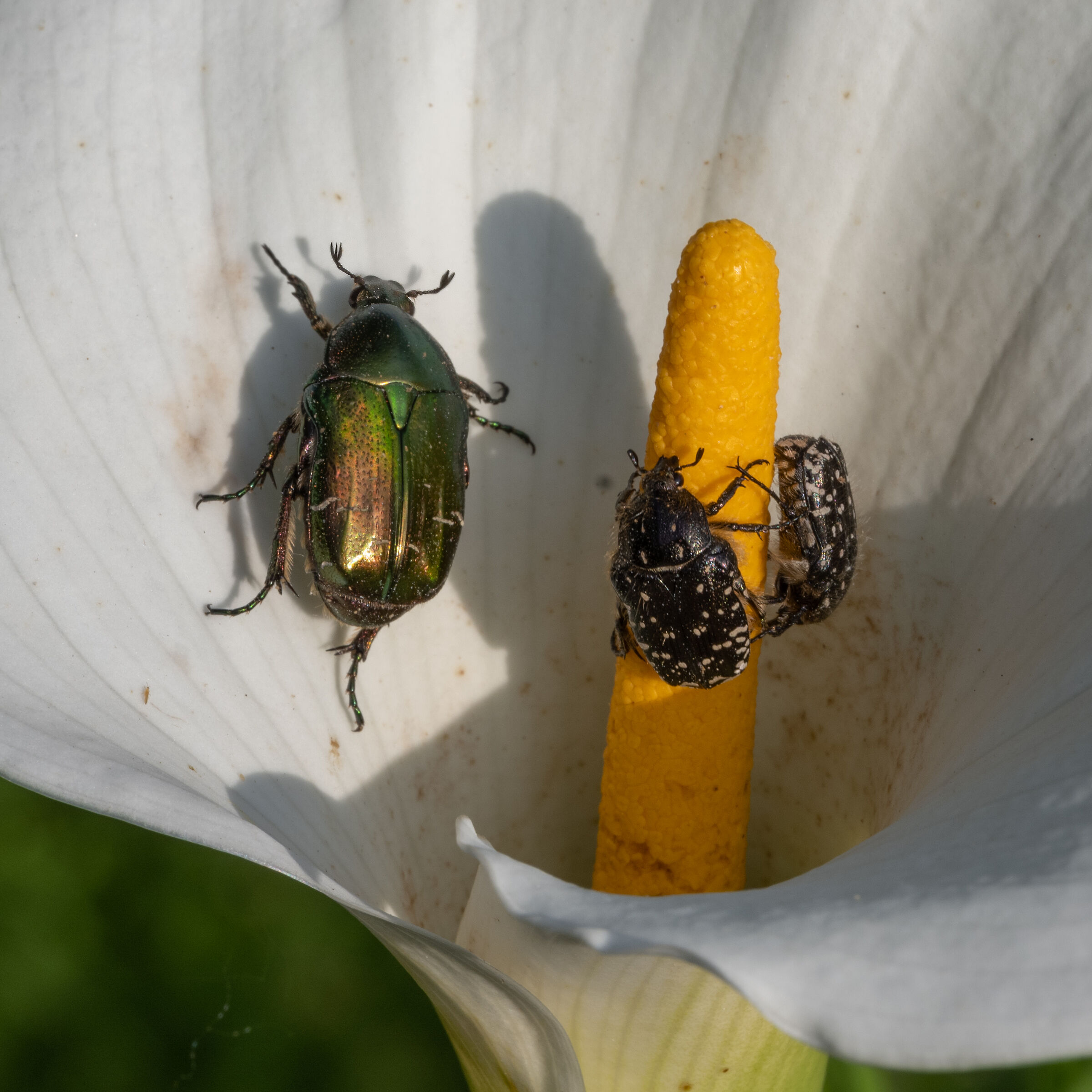 Meeting in una calla