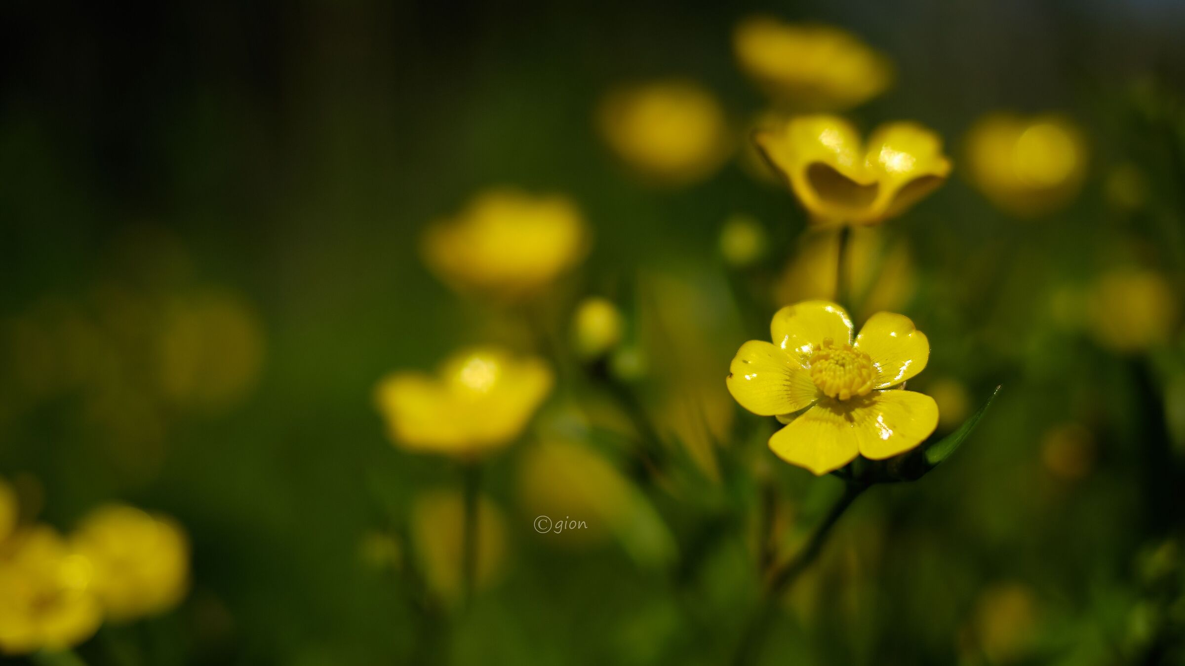 Anemone ranunculoides