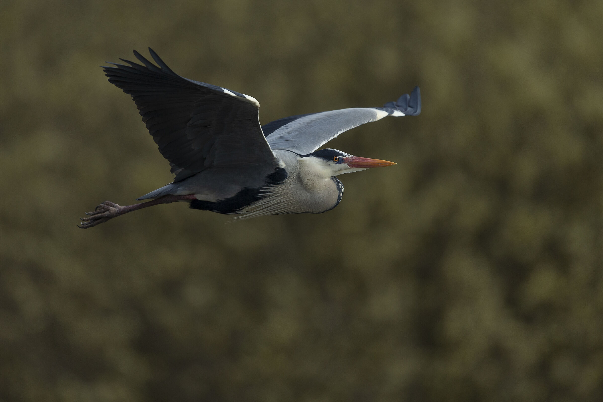 Airone Cinerino - wedding livery