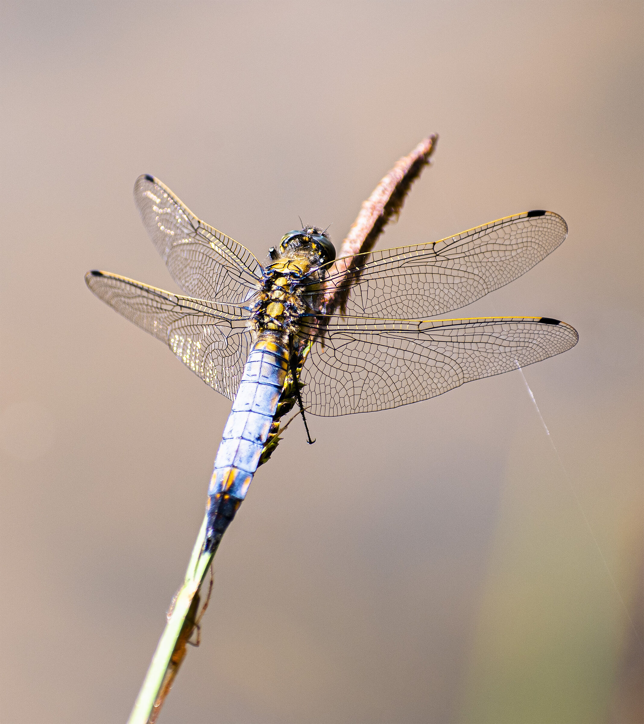 Libellula