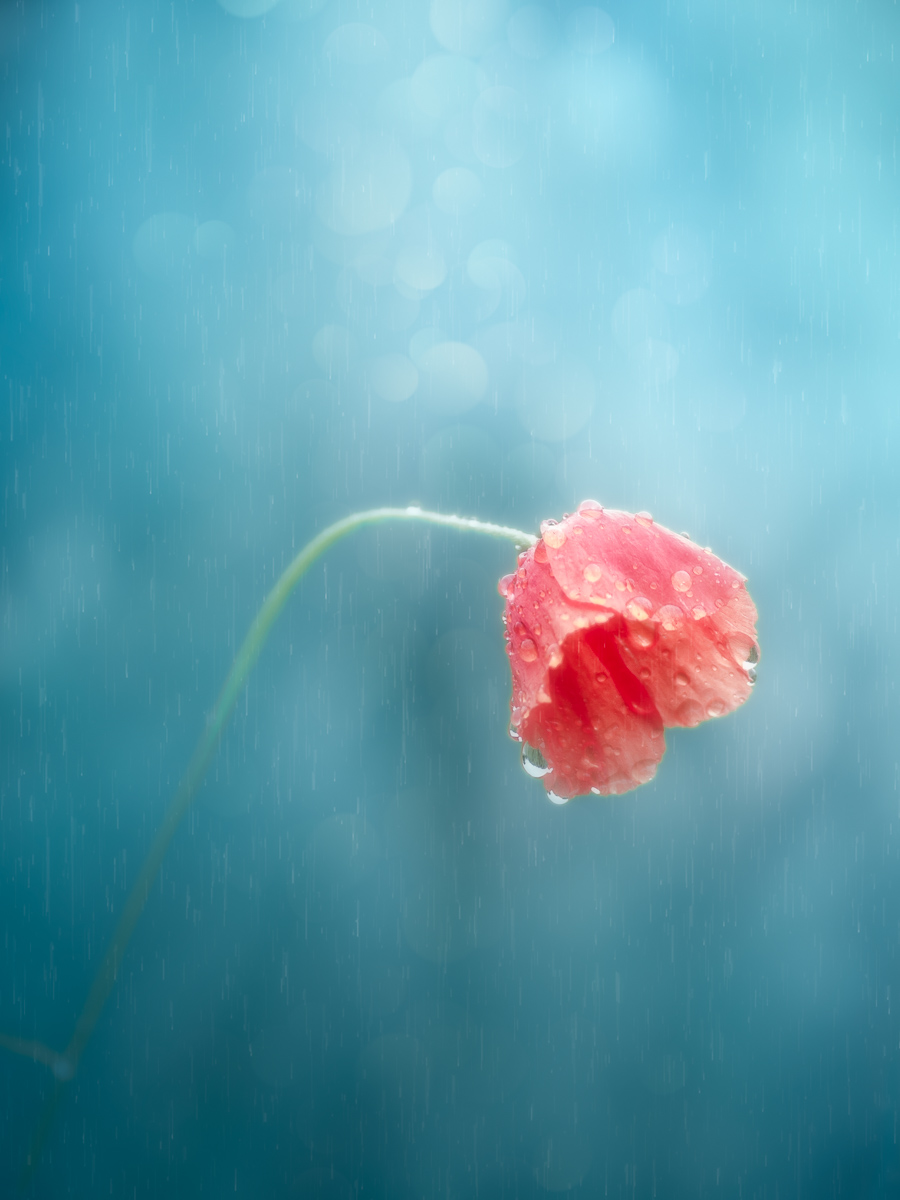 A spring tale