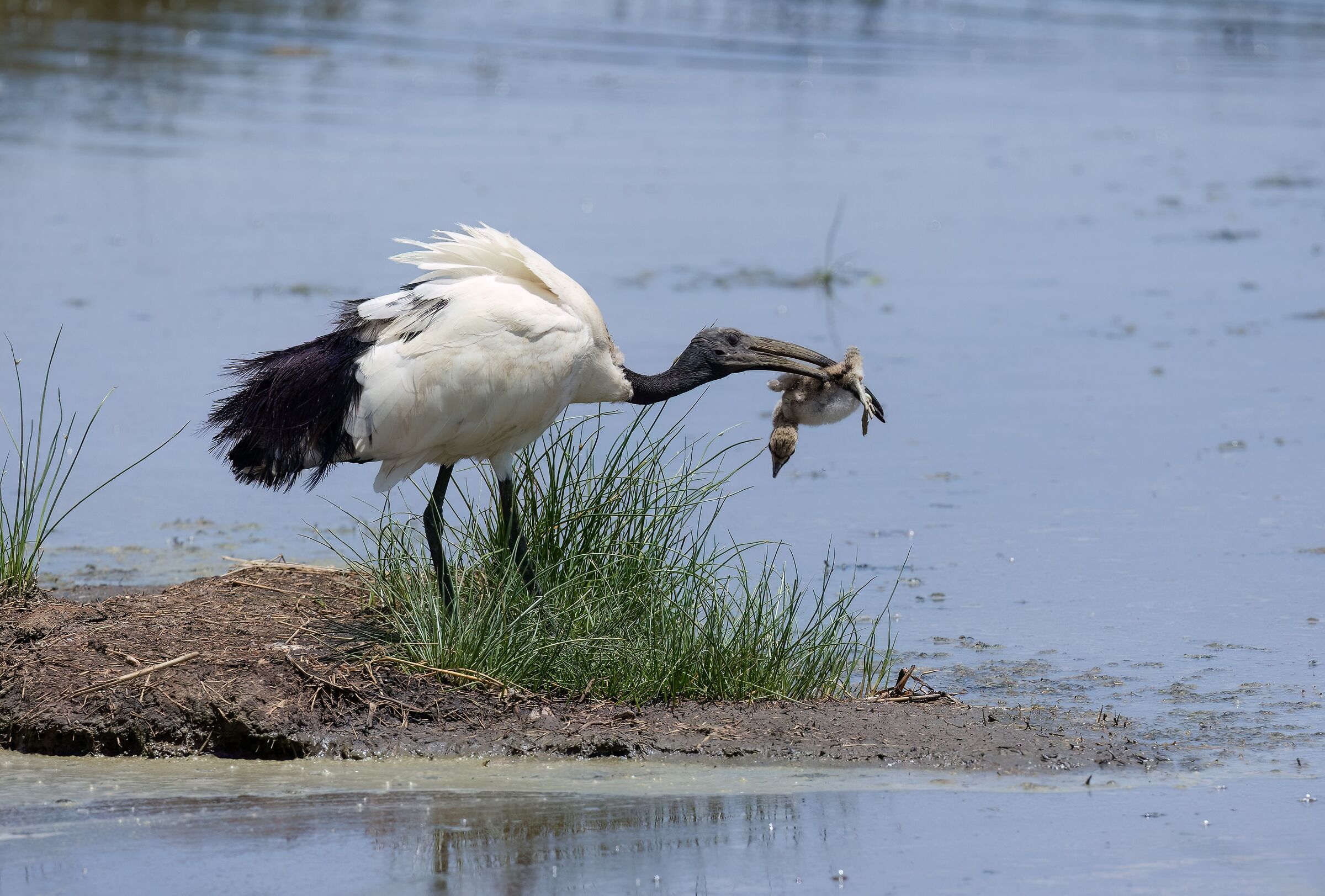 Someone flew... on another's nest