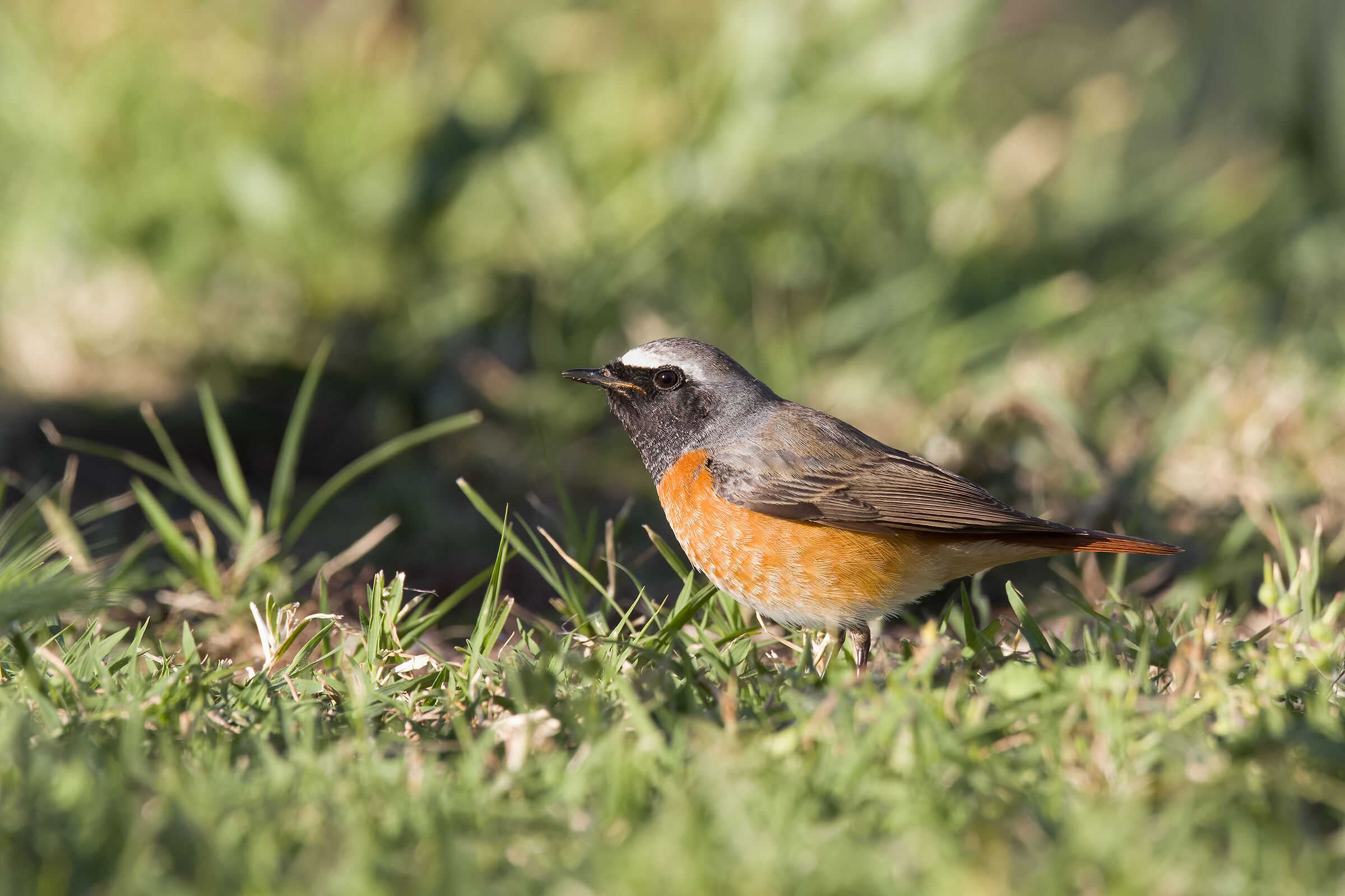 Codirosso comune maschio