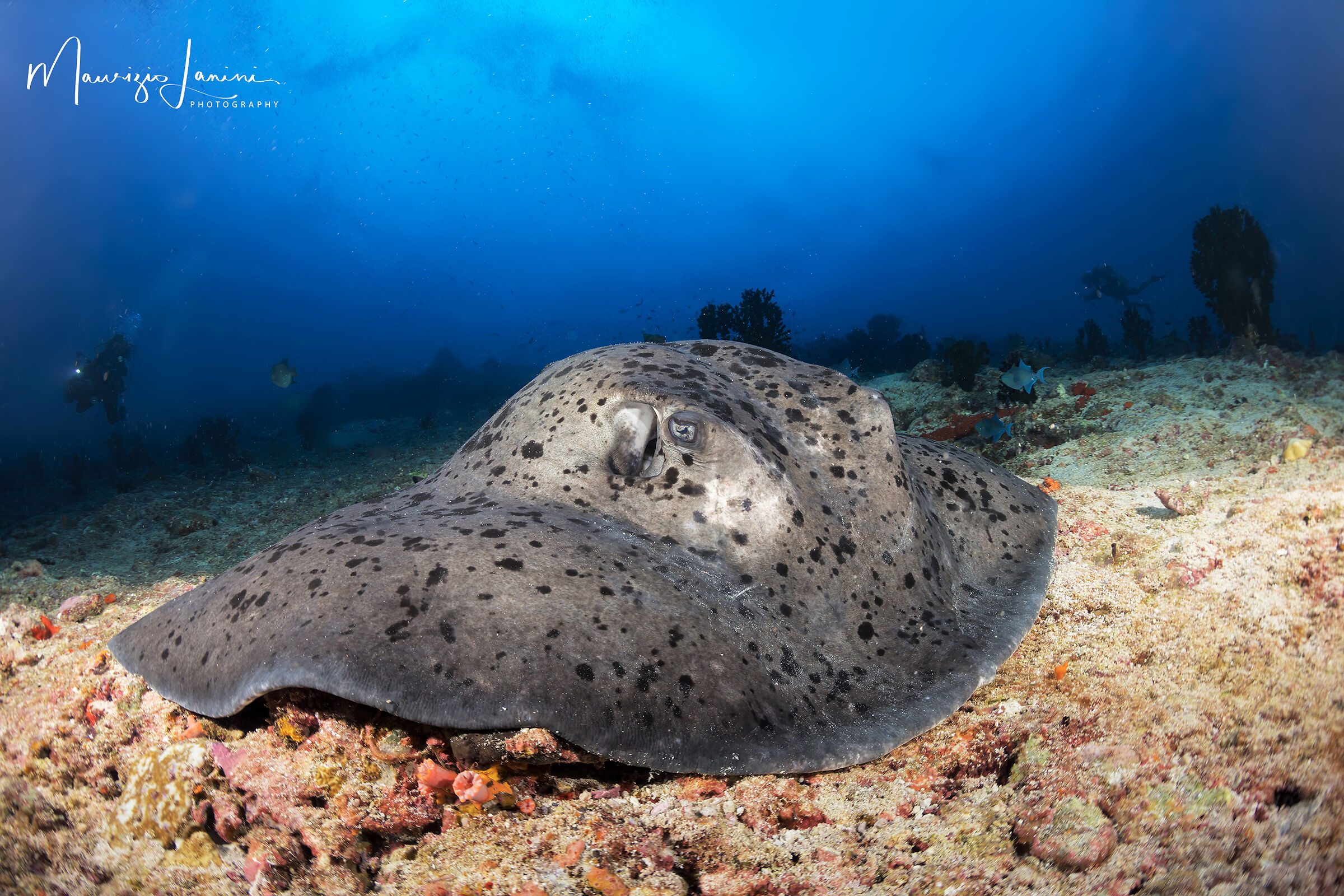 Trigone a macchie nere