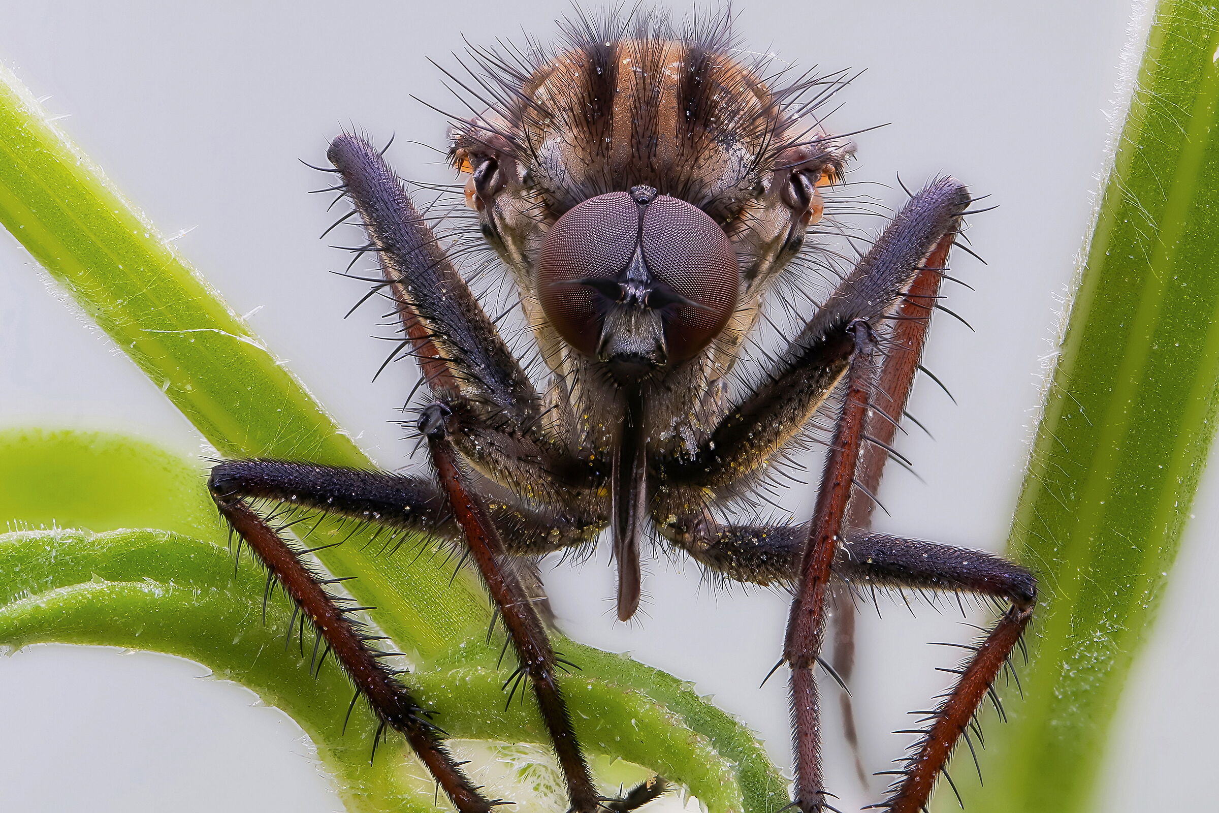 Ciao, sono la mosca spilungona