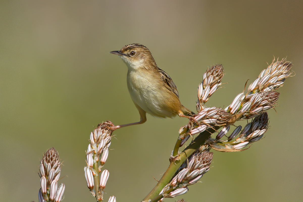 il gladiatore dei prati verdi