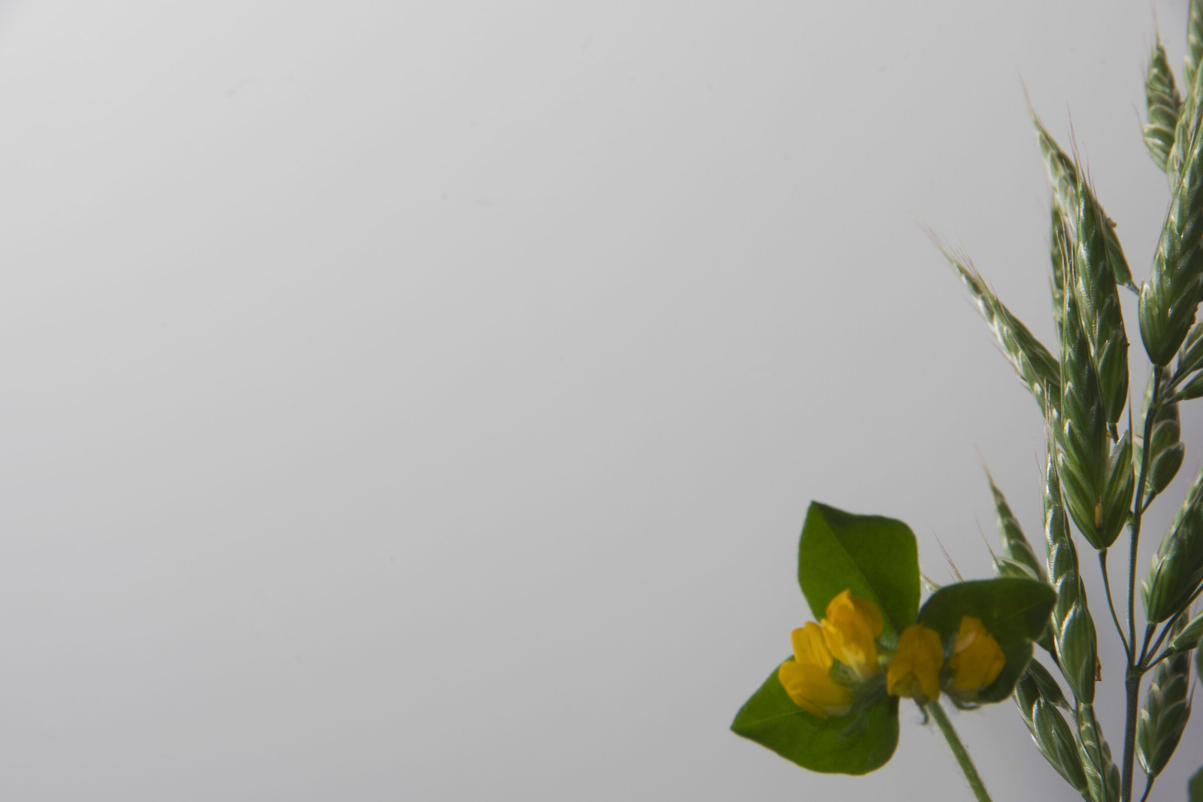 Spikelets