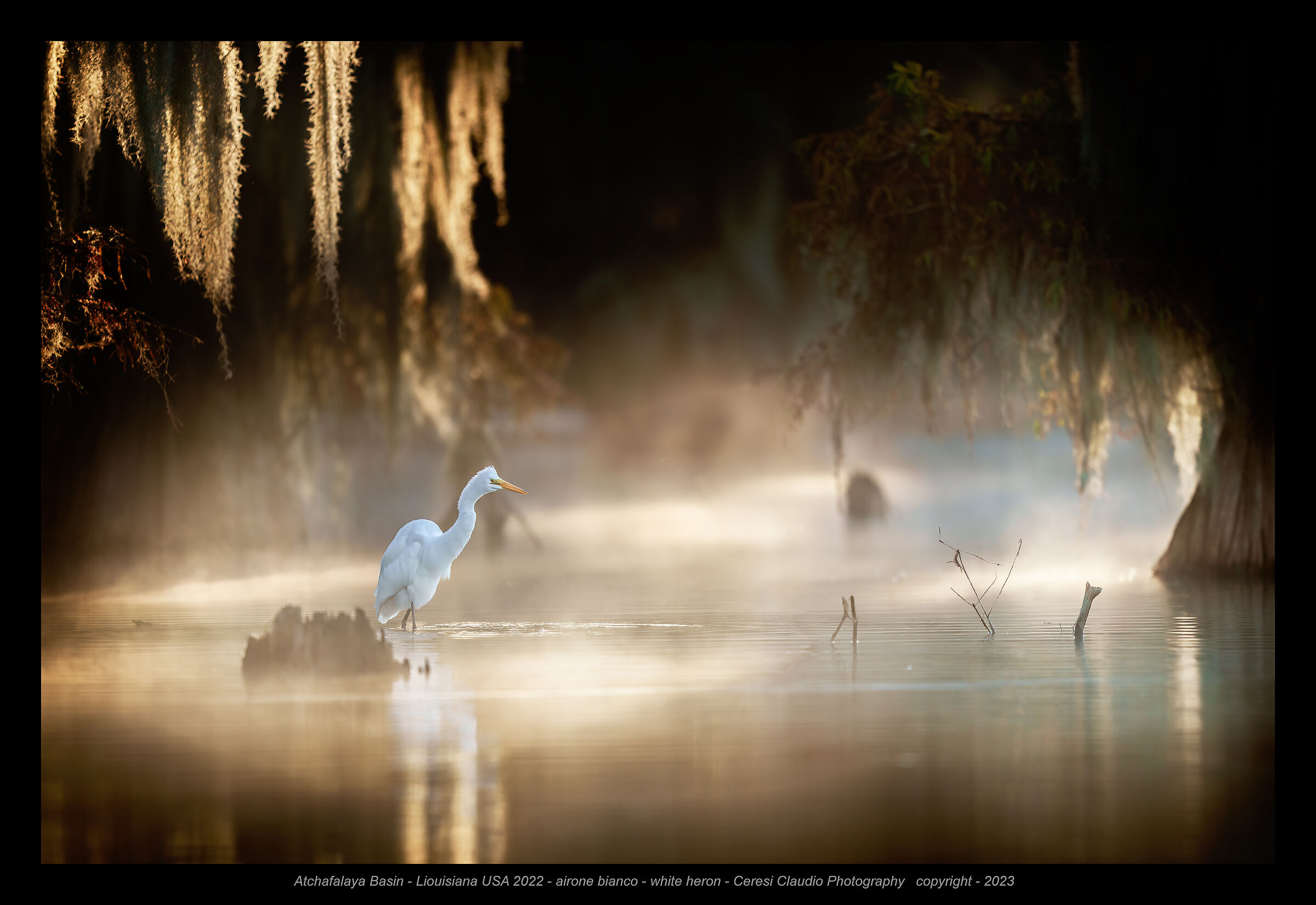 Atchafalaya Basin white heron