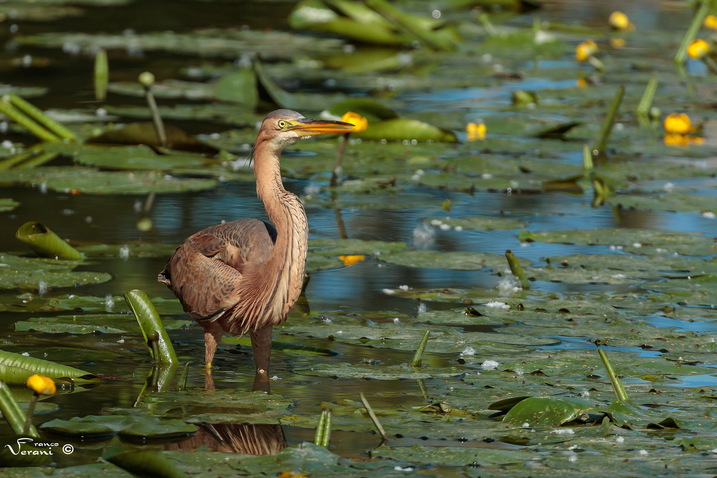 Ardea purpurea - Purple Heron