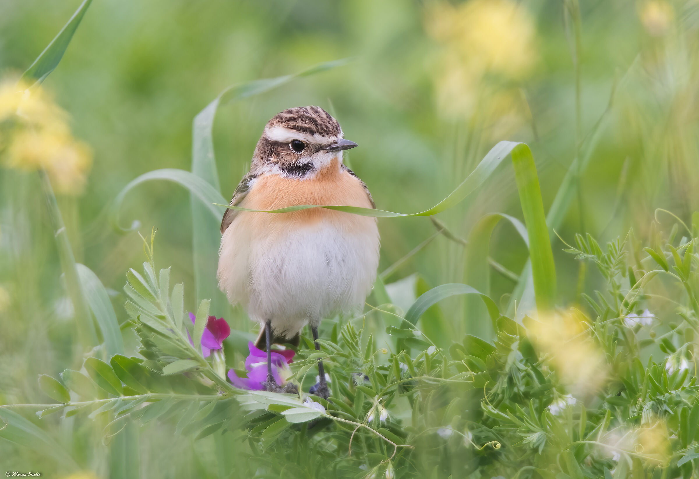 Stiaccino (Saxicola rubetra)
