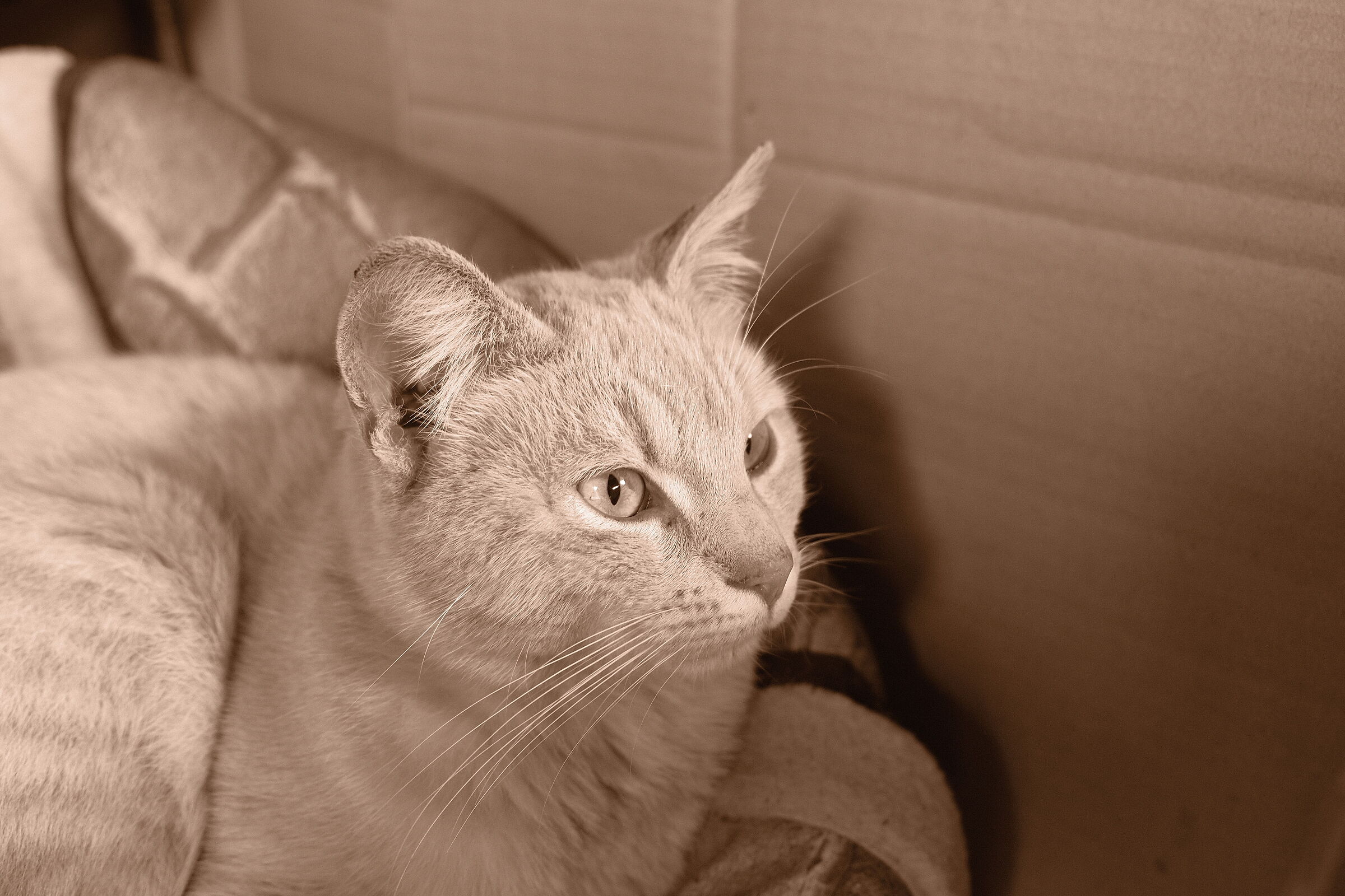 Miao