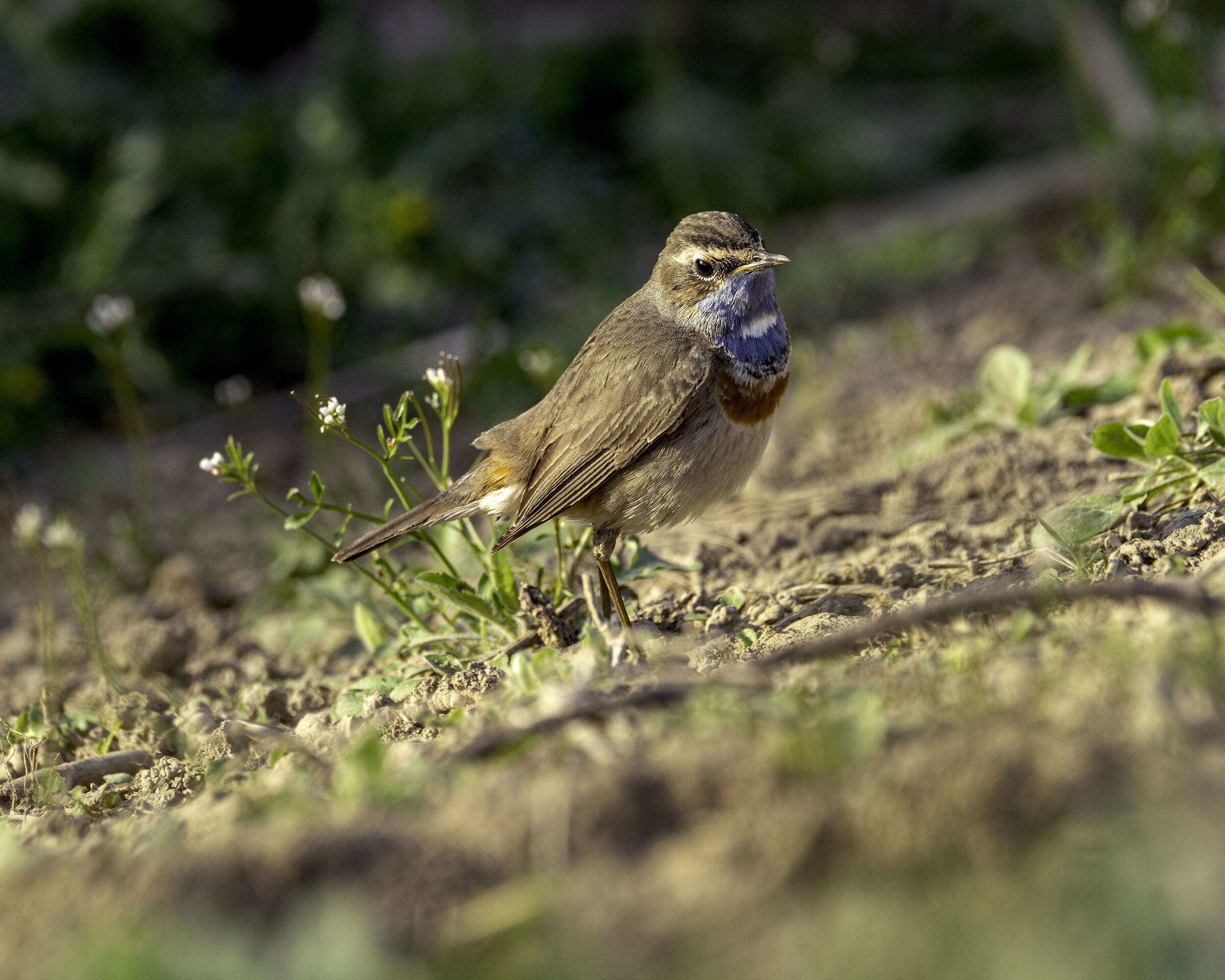 Pettazzurro al tramonto
