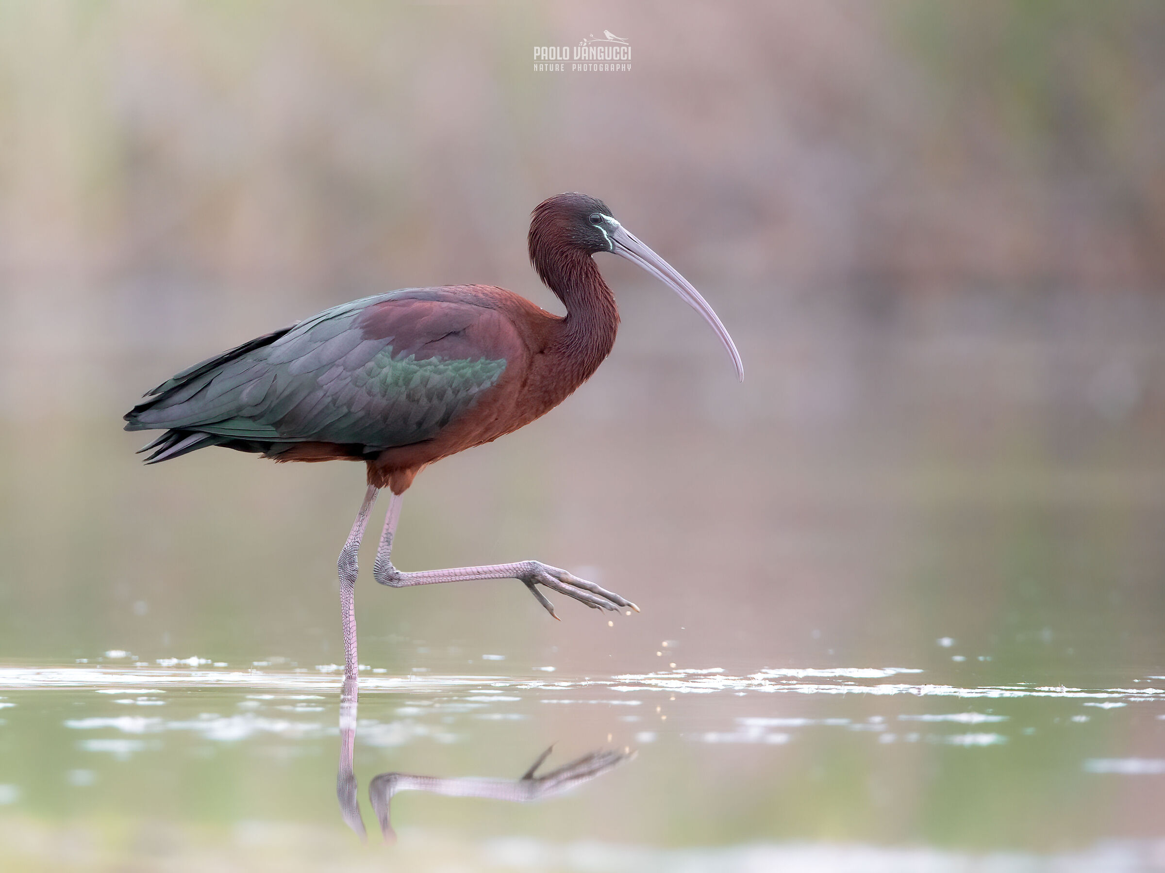 Mignattaio / Plegadis falcinellus / Glossy ibis