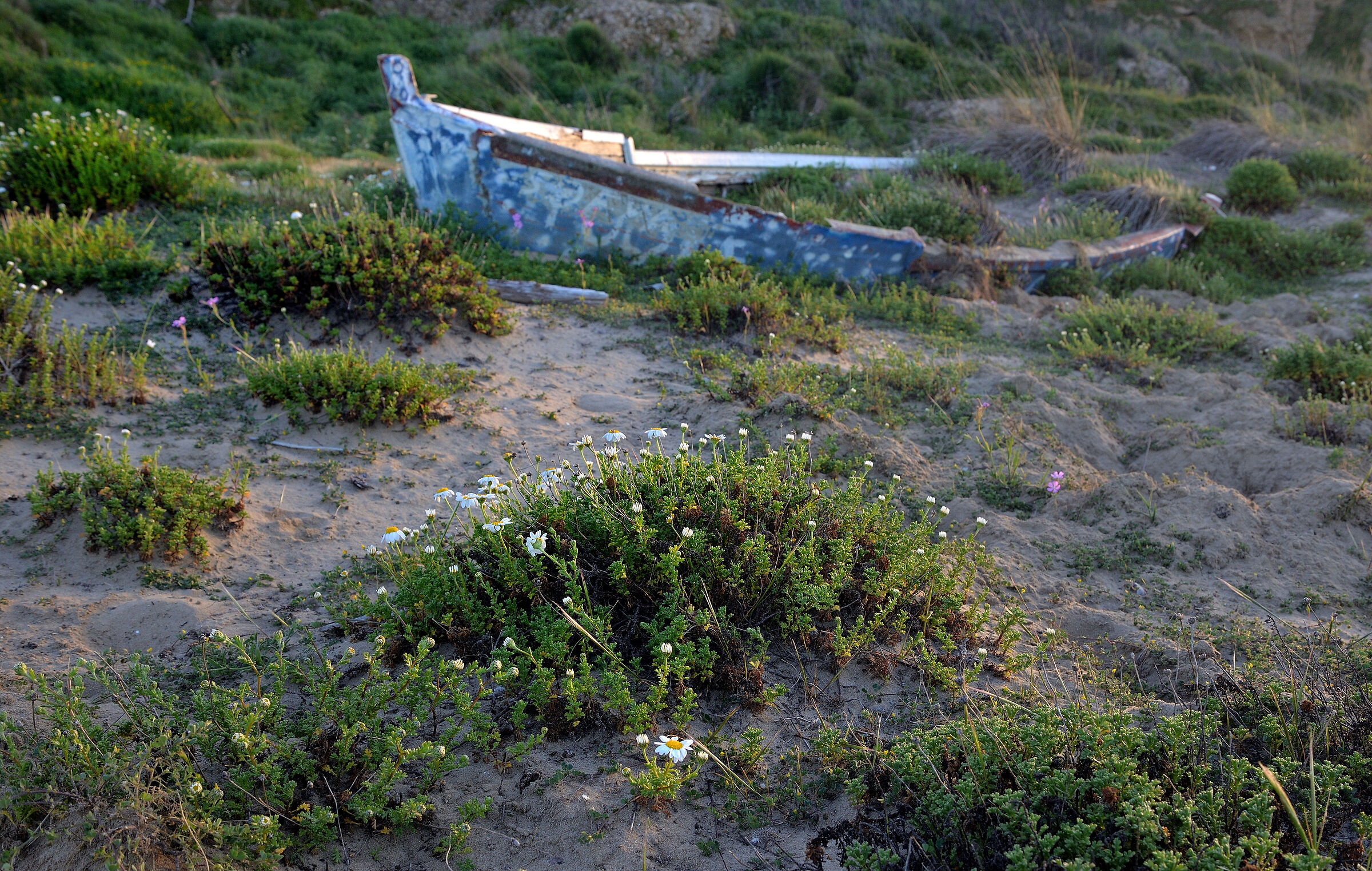 In the dunes