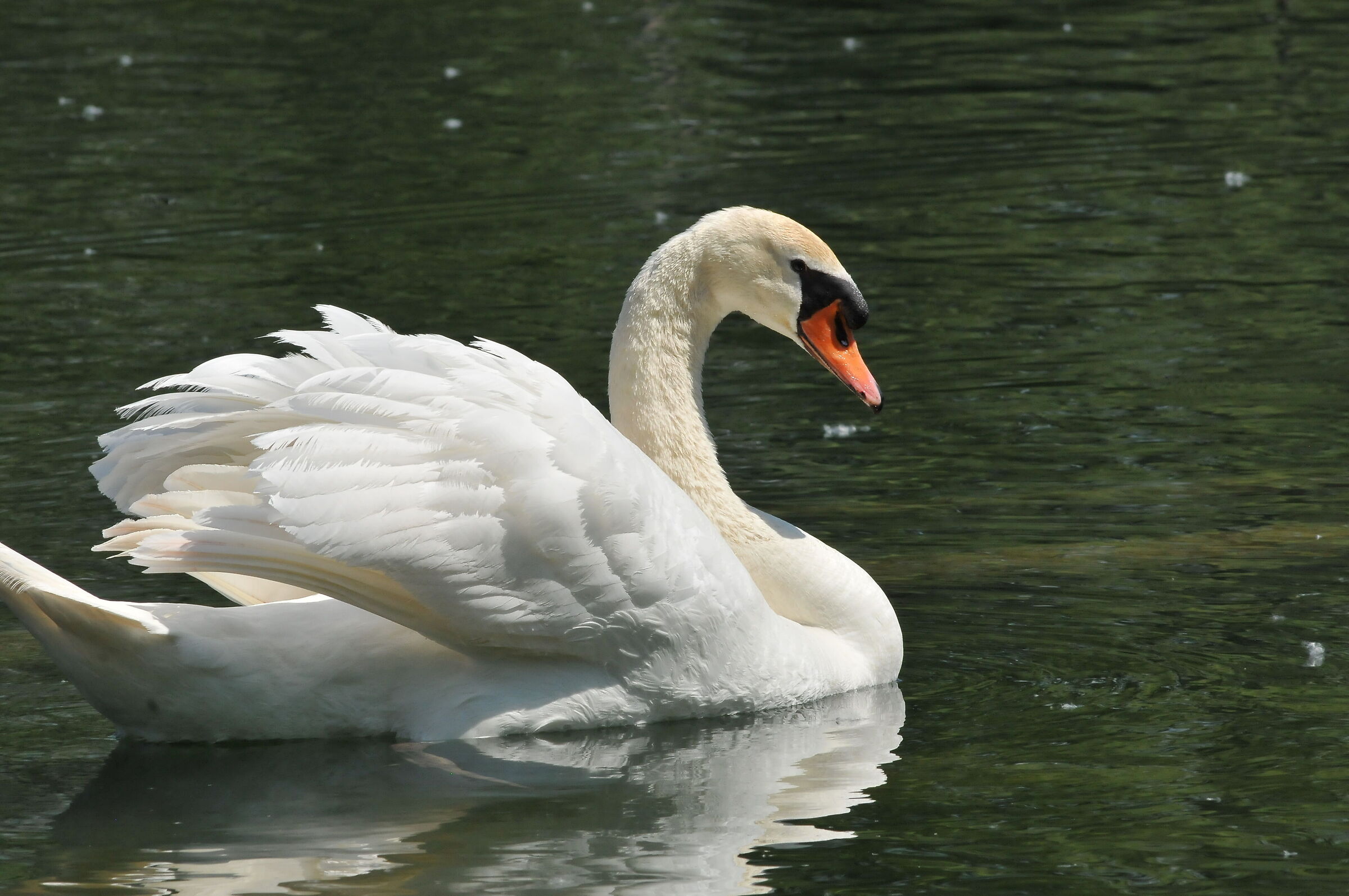 swan