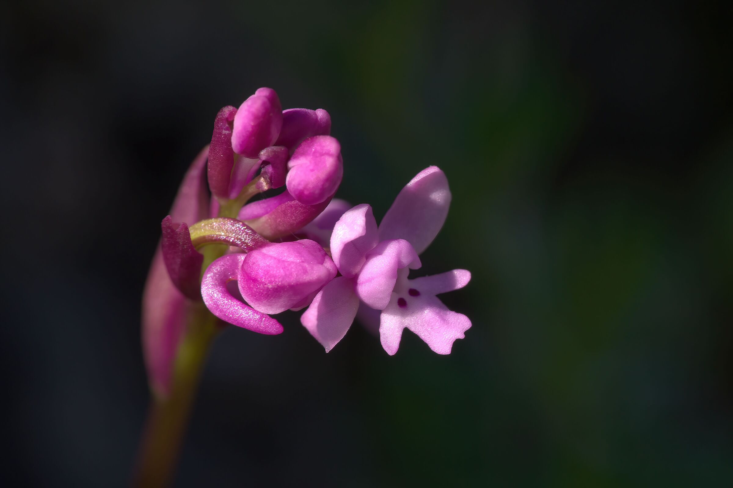 Orchis brancifortii
