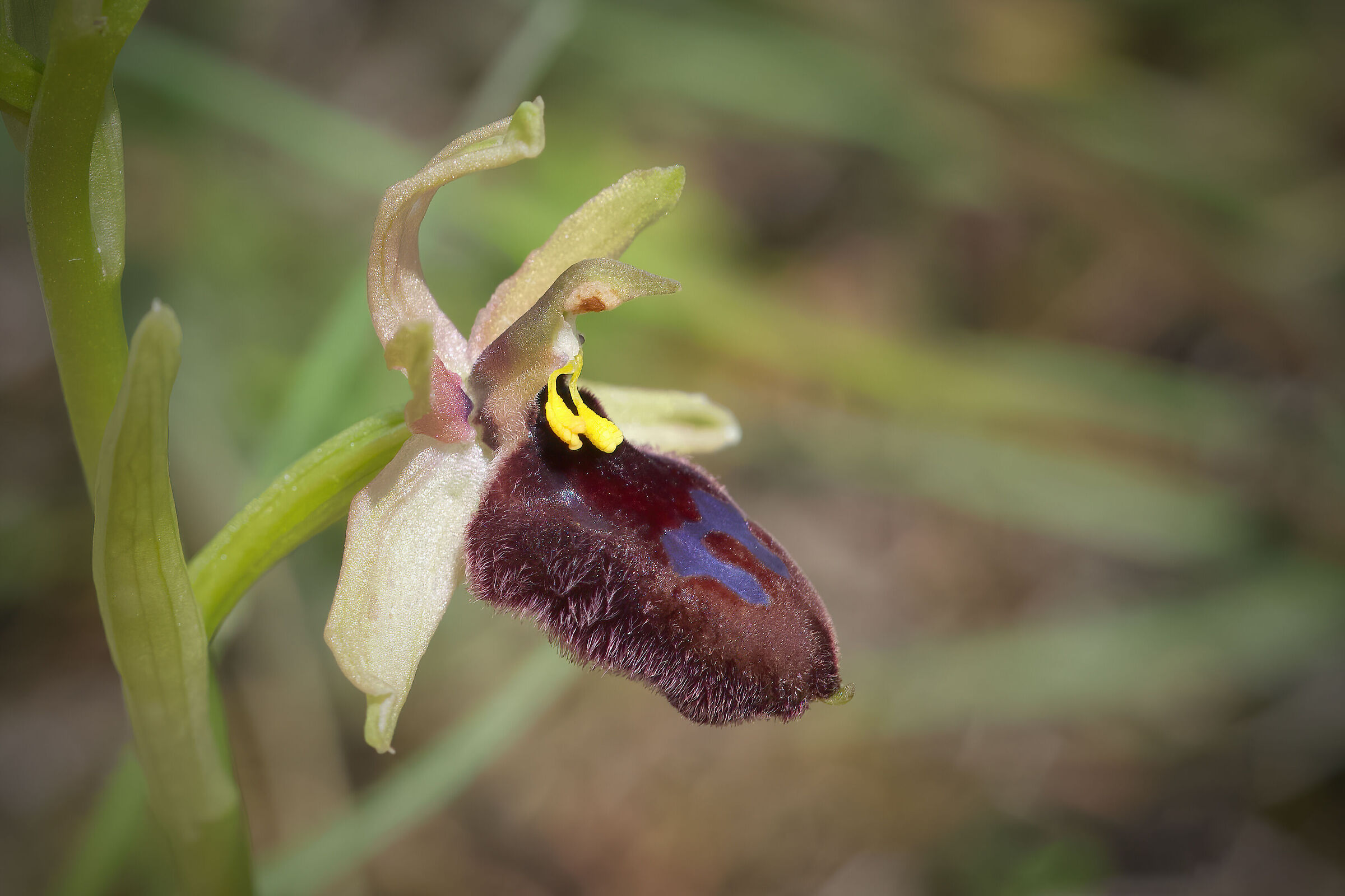 Ophrys bertolonii subsp. bertoloniiformis