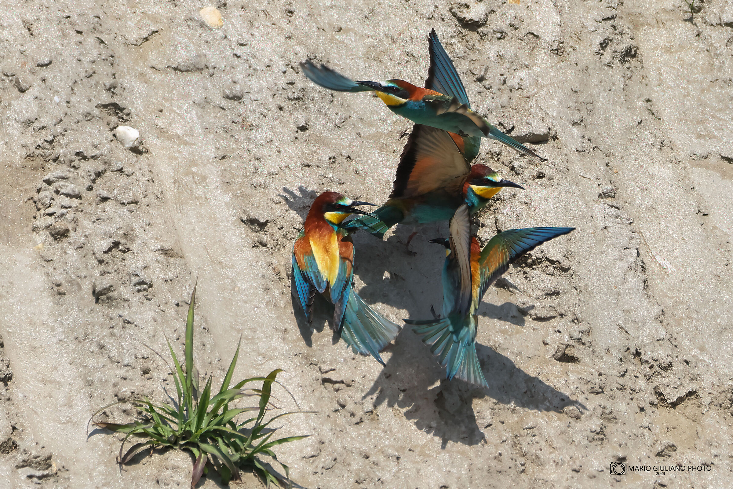 Bee-eaters