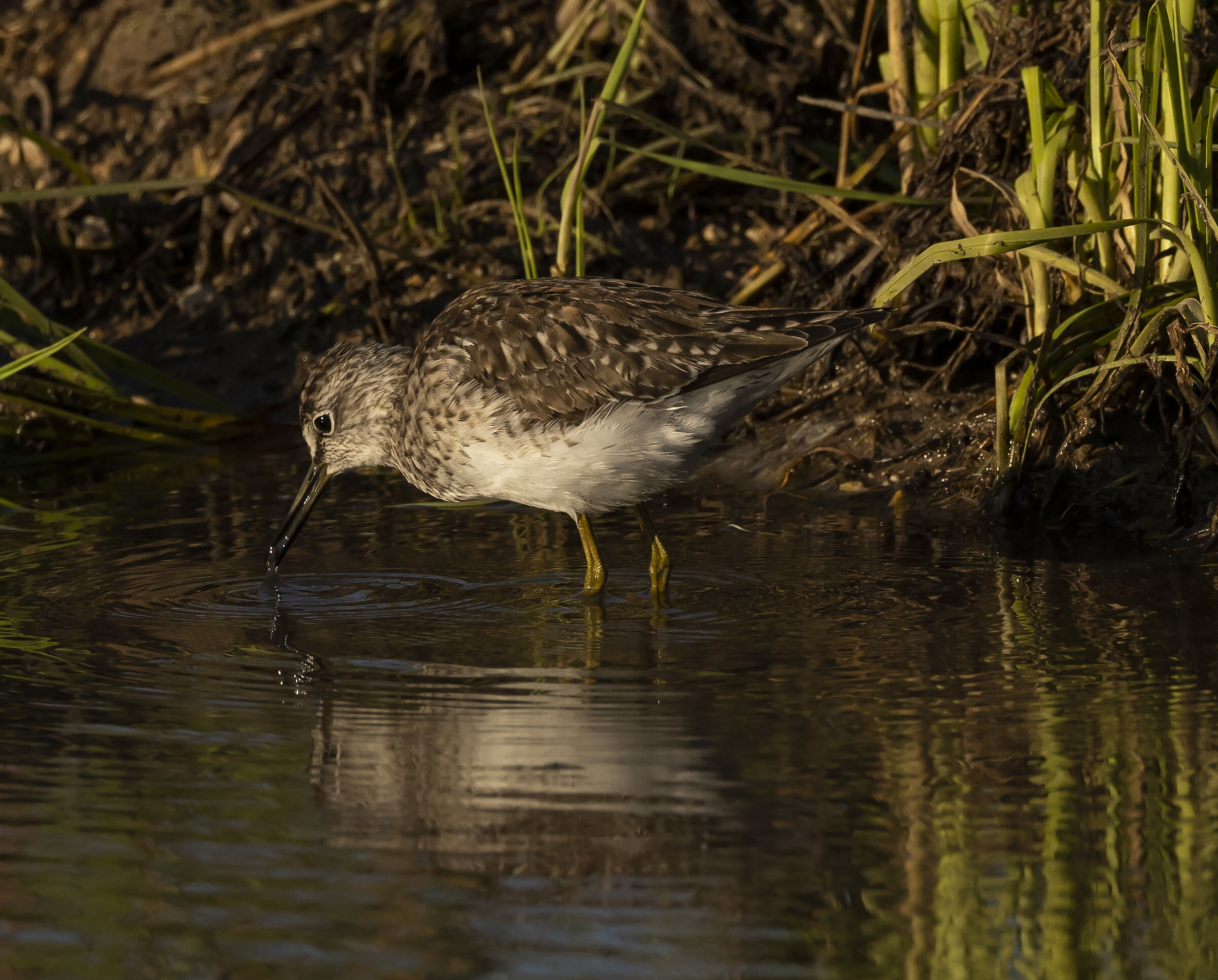 wood sandpiper