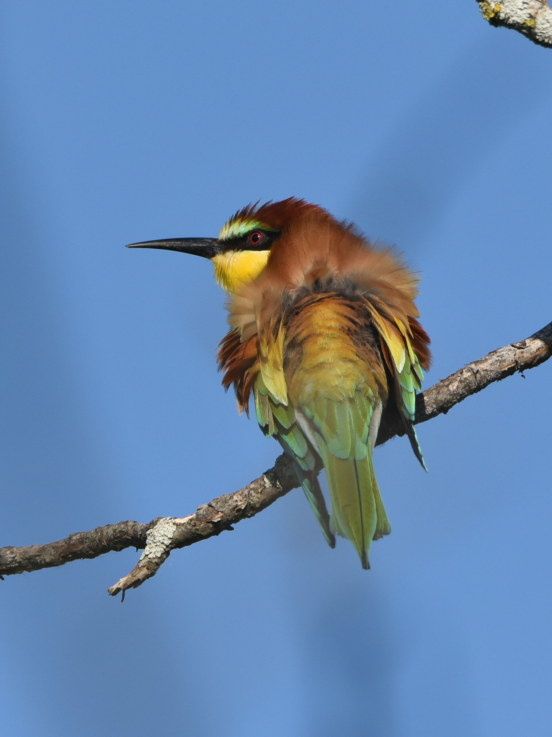 Bee-eater, first meeting of the year