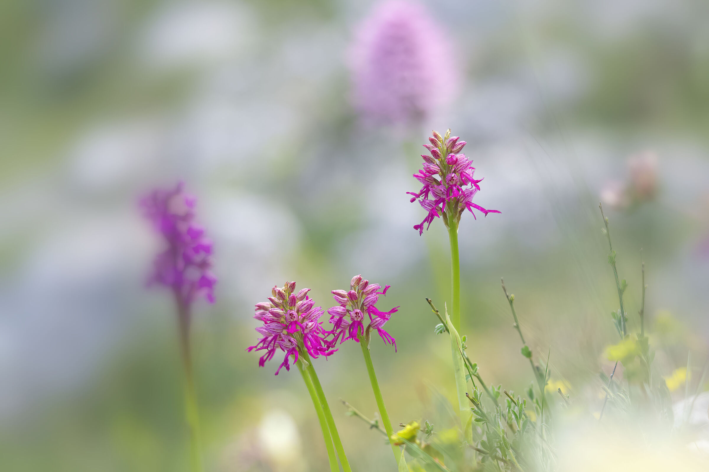 Orchis xbivonae (Orchis anthropophora x Orchis italica)
