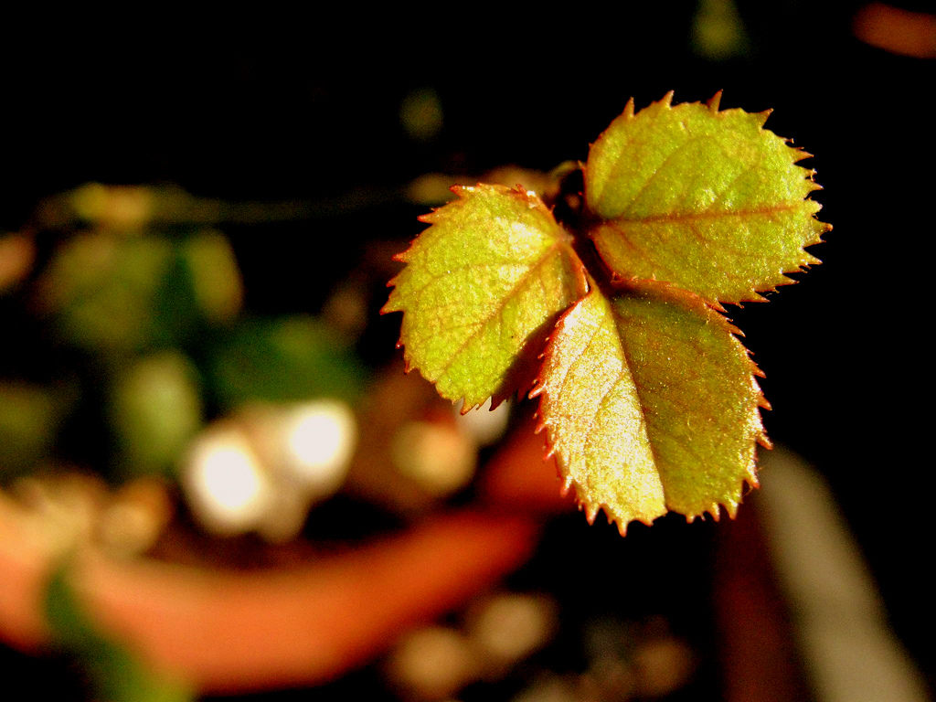 the three musketeers