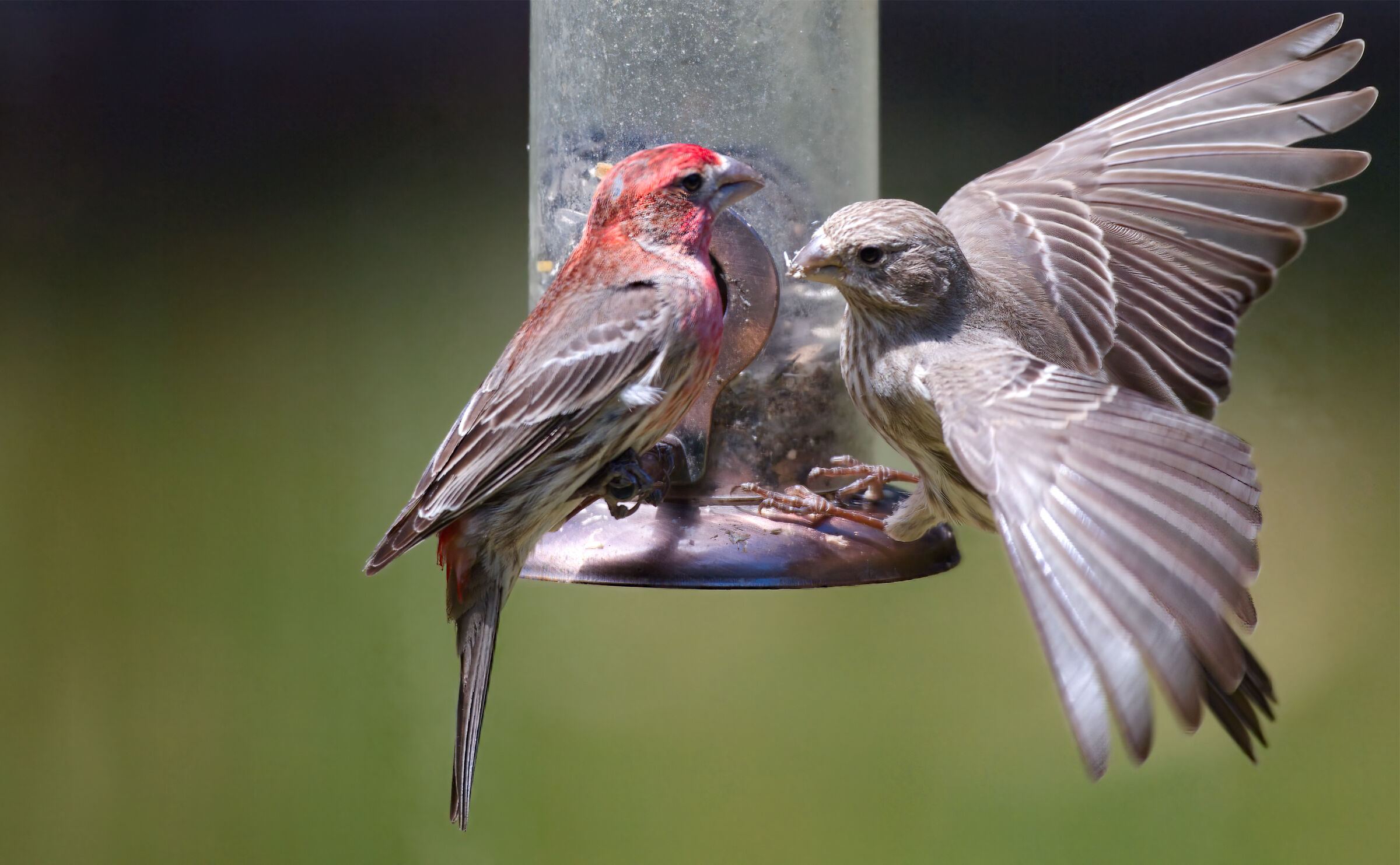 Lotta per l'accesso al cibo