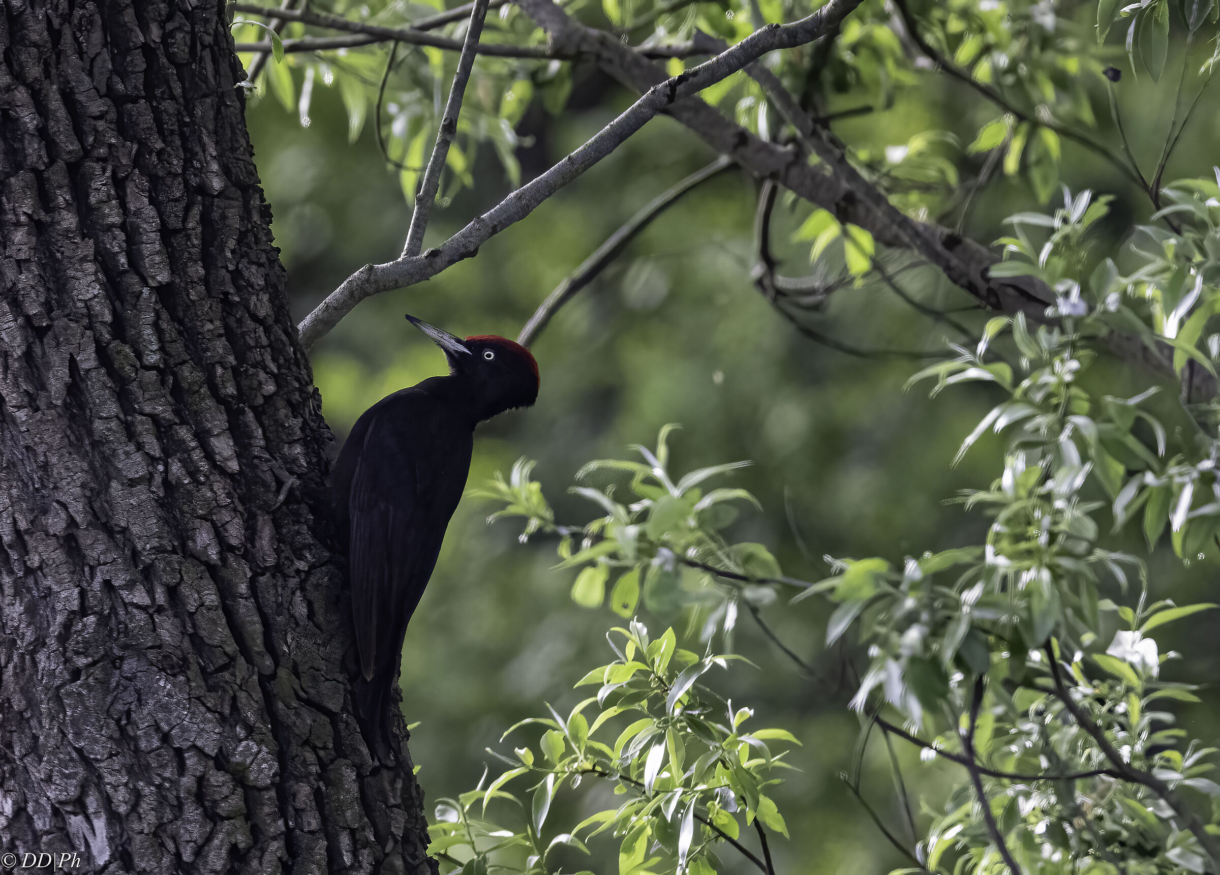 Black woodpecker