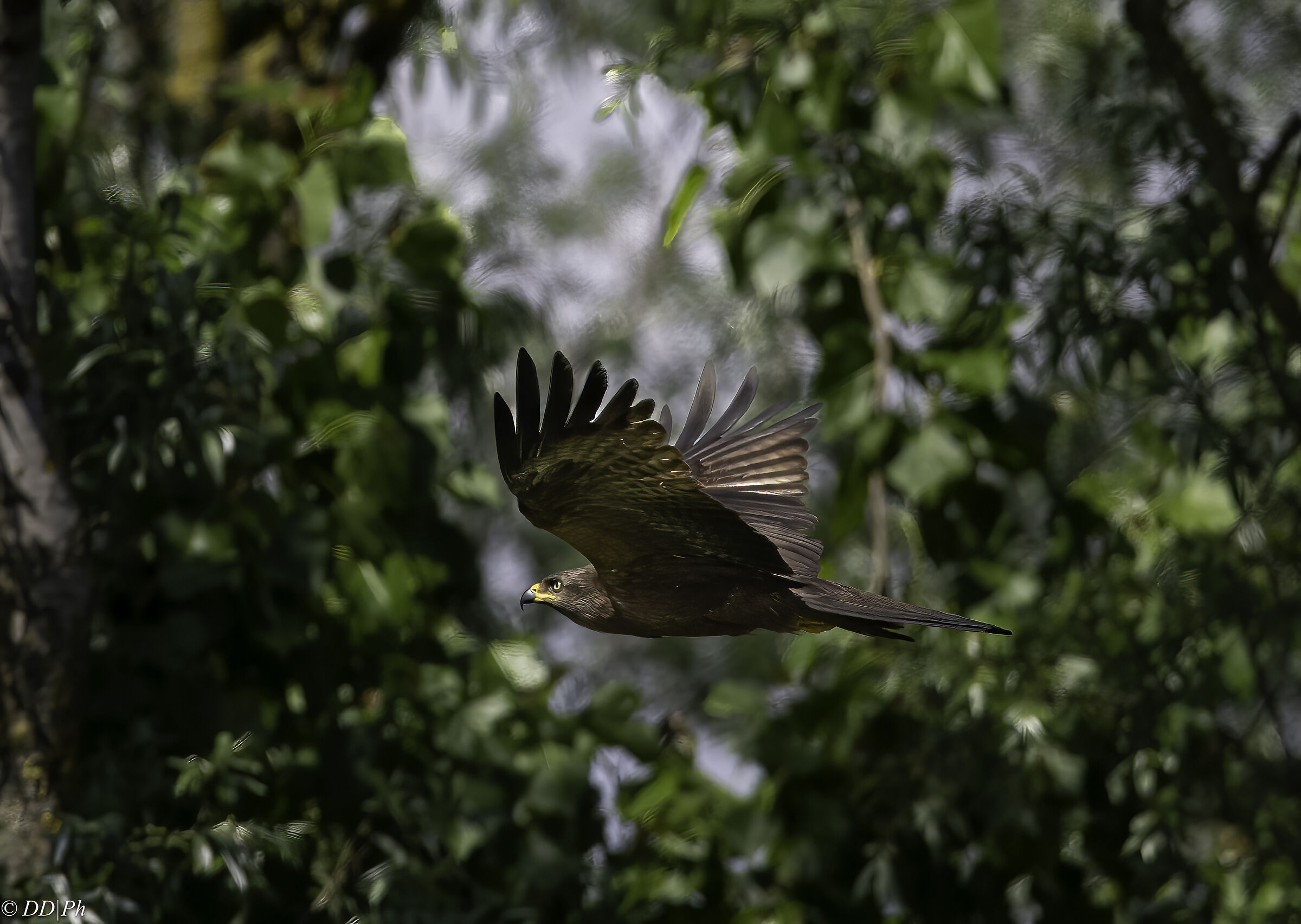 Black kite