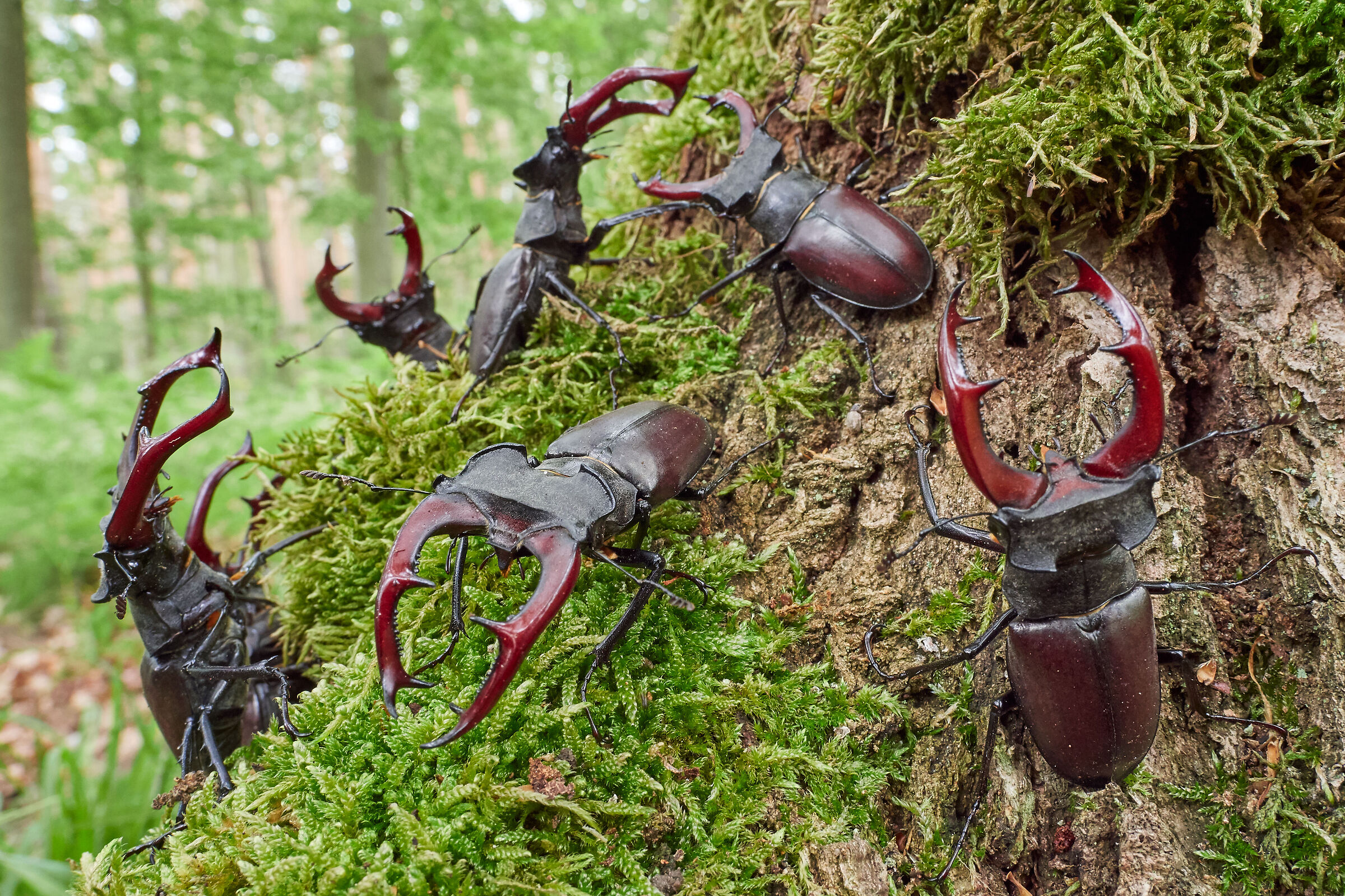 Stag Beetle - Lucanus cervus