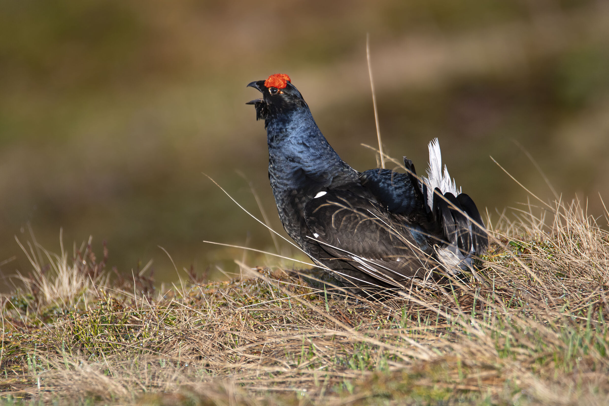 Black grouse