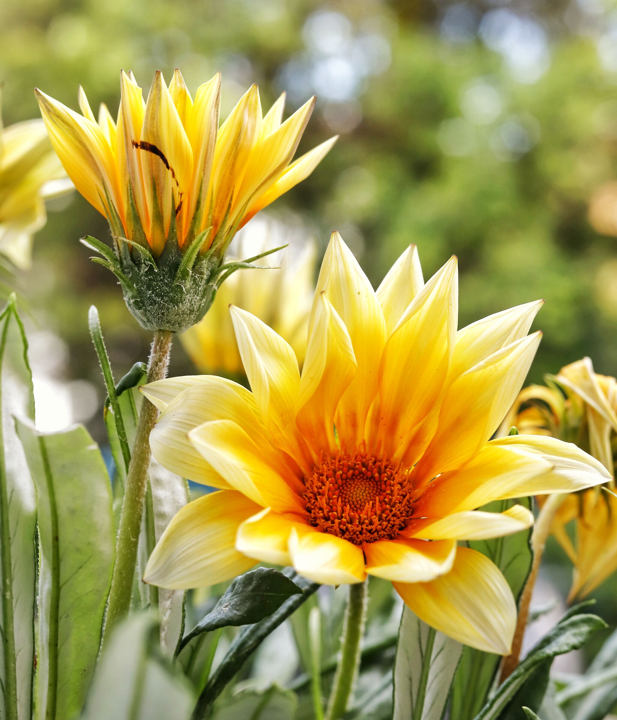 Sembra il sole