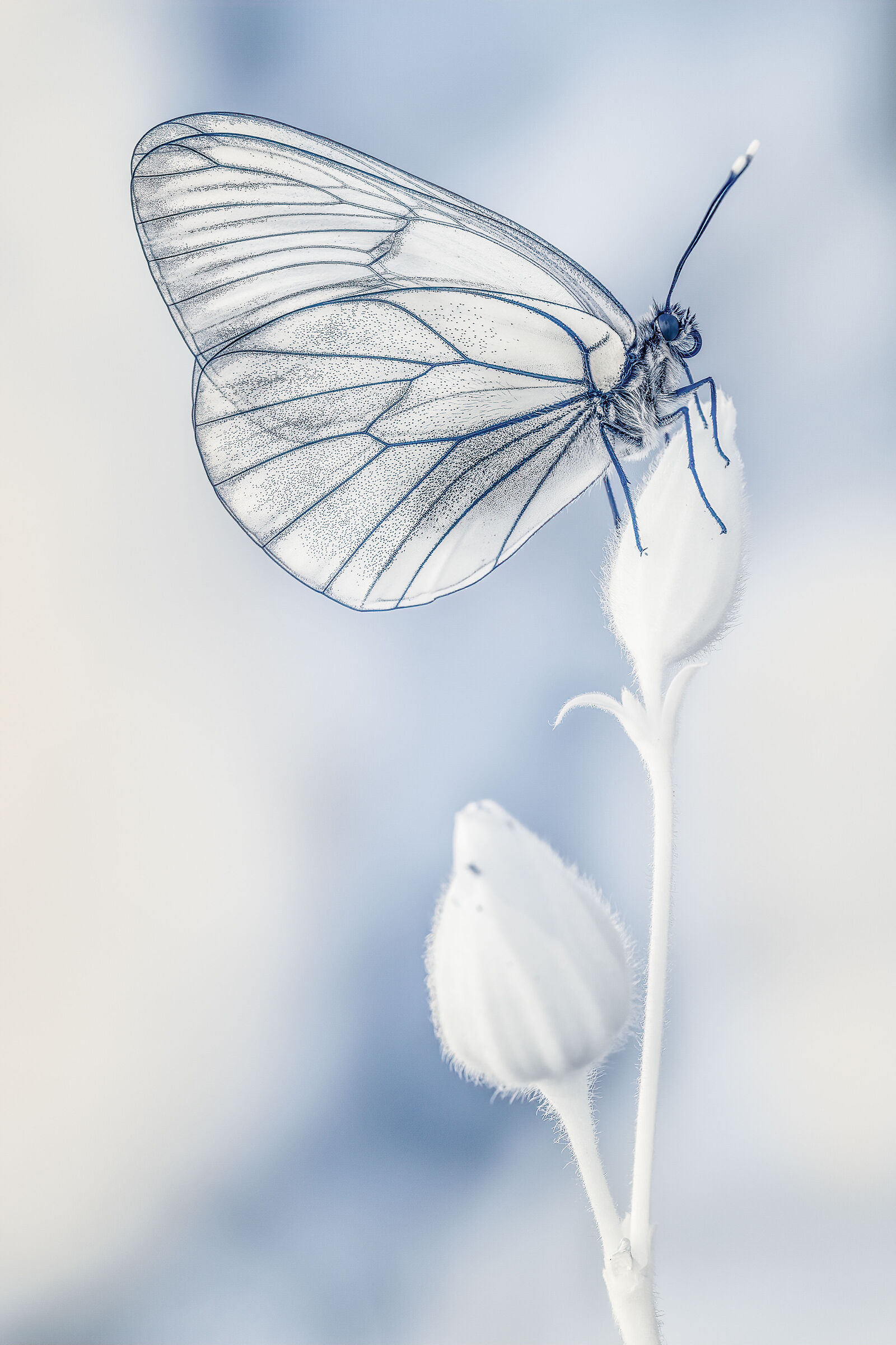 Aporia in infrared