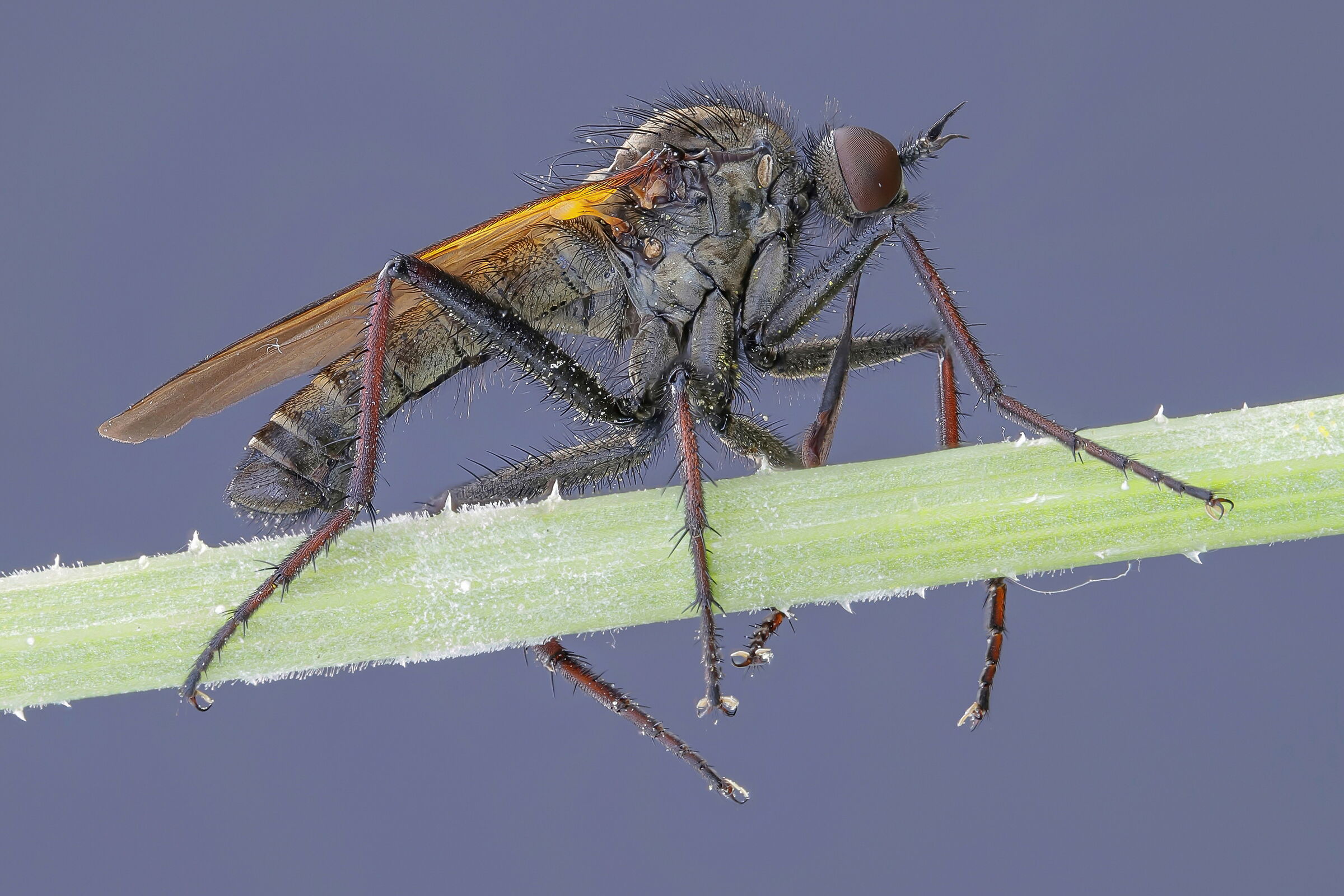 Empis sp. z o.o.