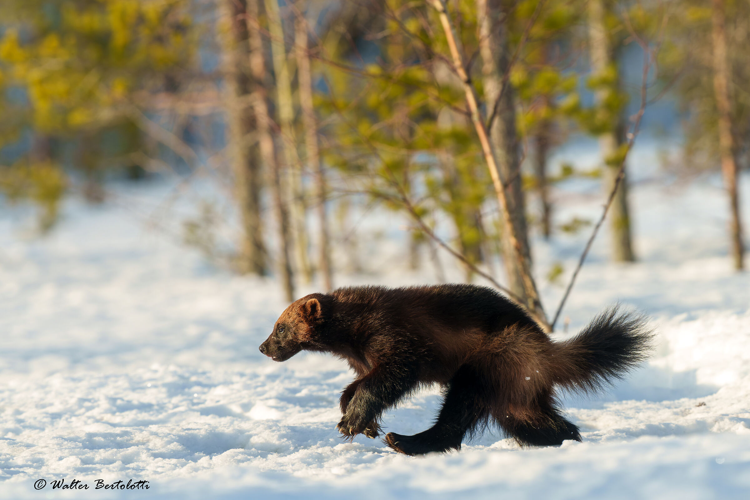 Wolverine