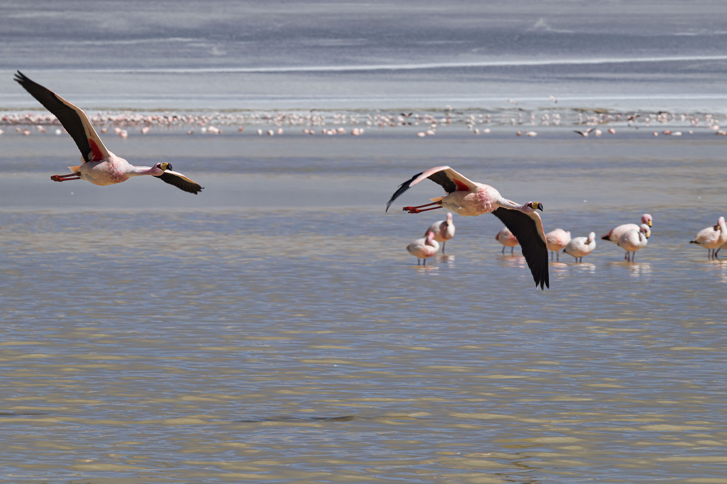 Argentina.Puna-Laguna Diamante 4500m