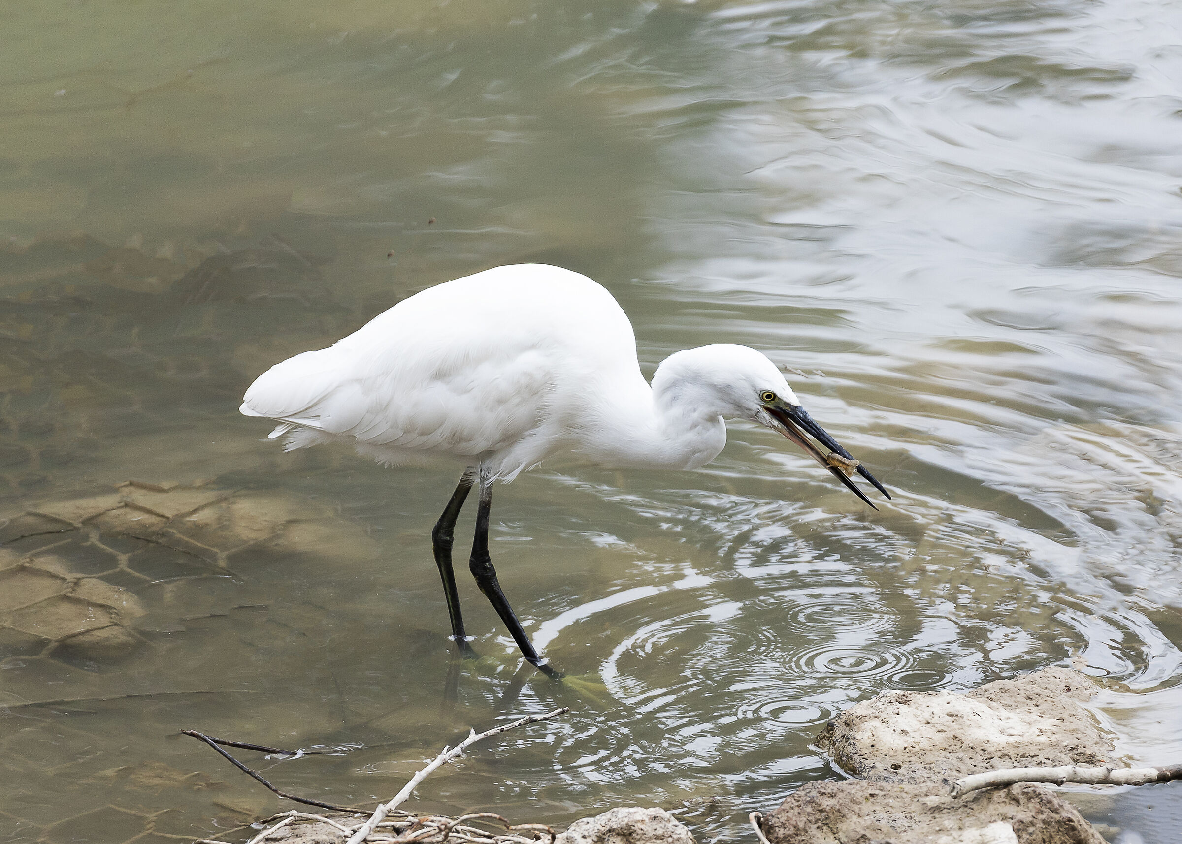 Hunting techniques (Egret and Shrimp)