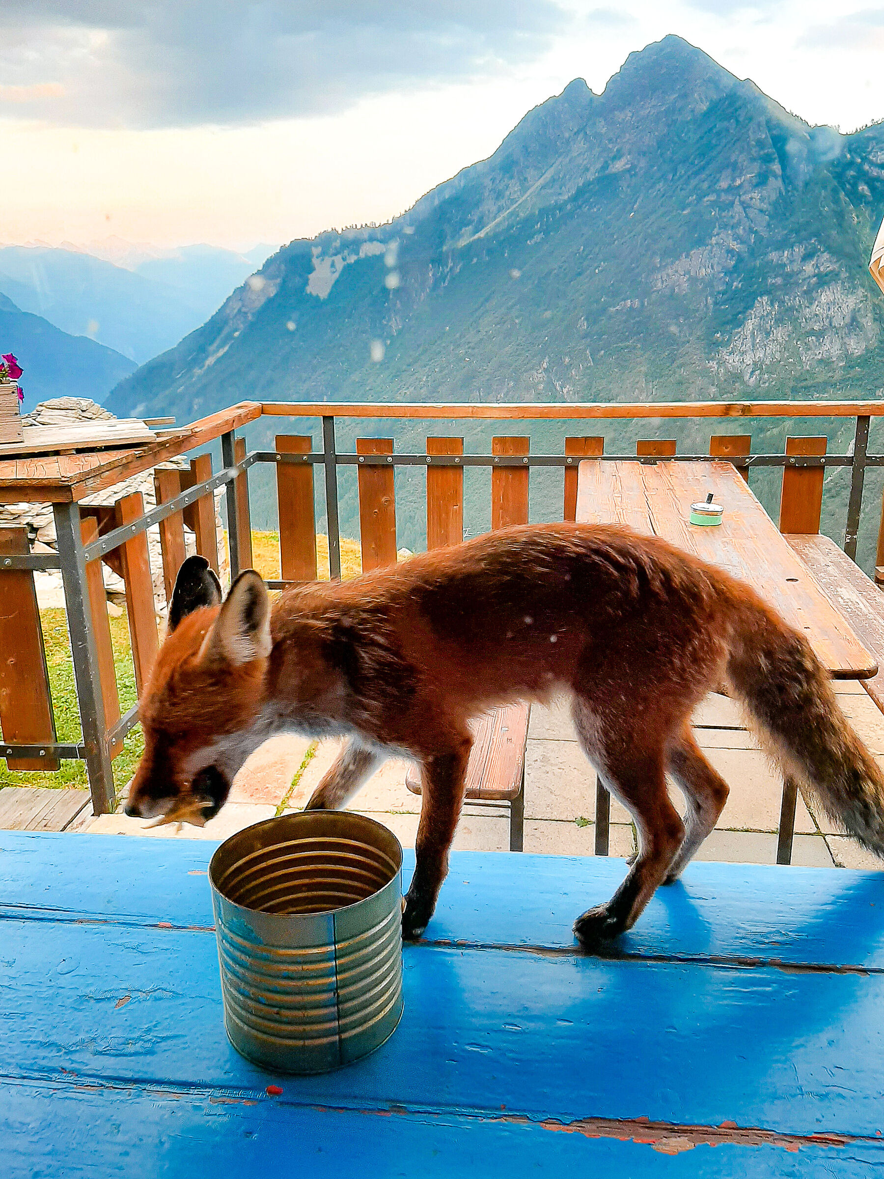 The fox of Grossalp "BoscoGurin"