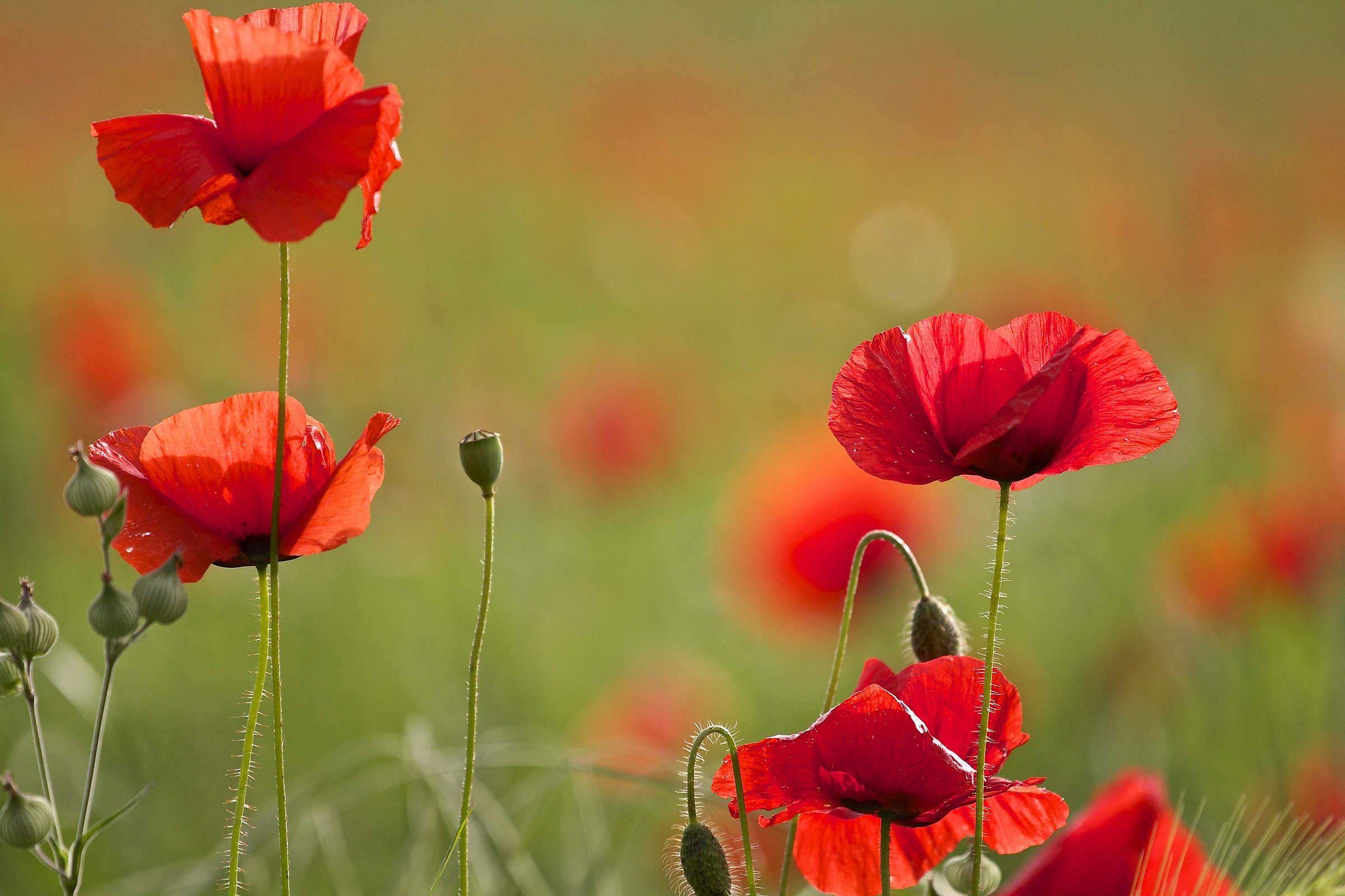 the poppy is also a flower ..