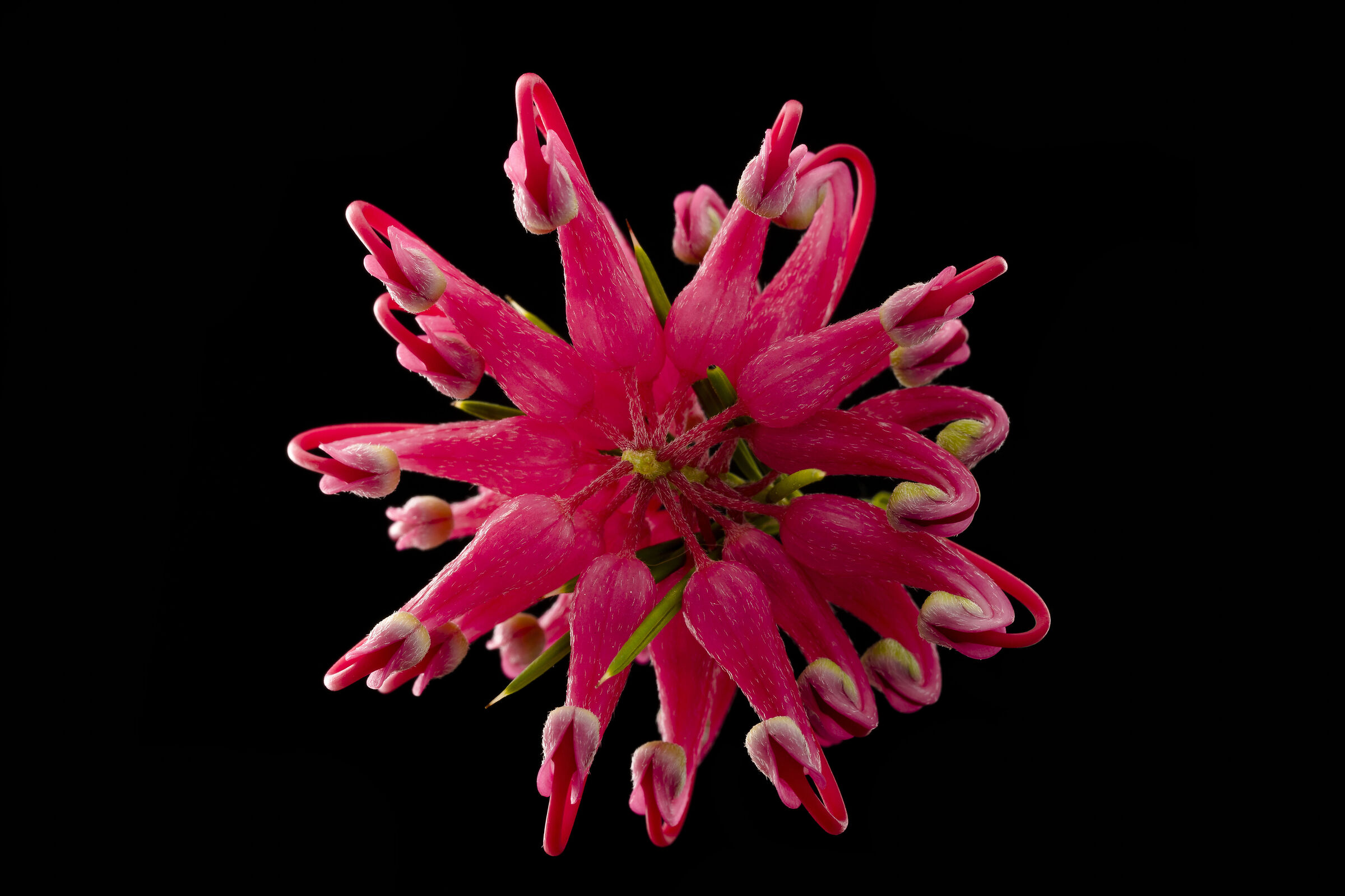 Grevillea rosmarinifolia