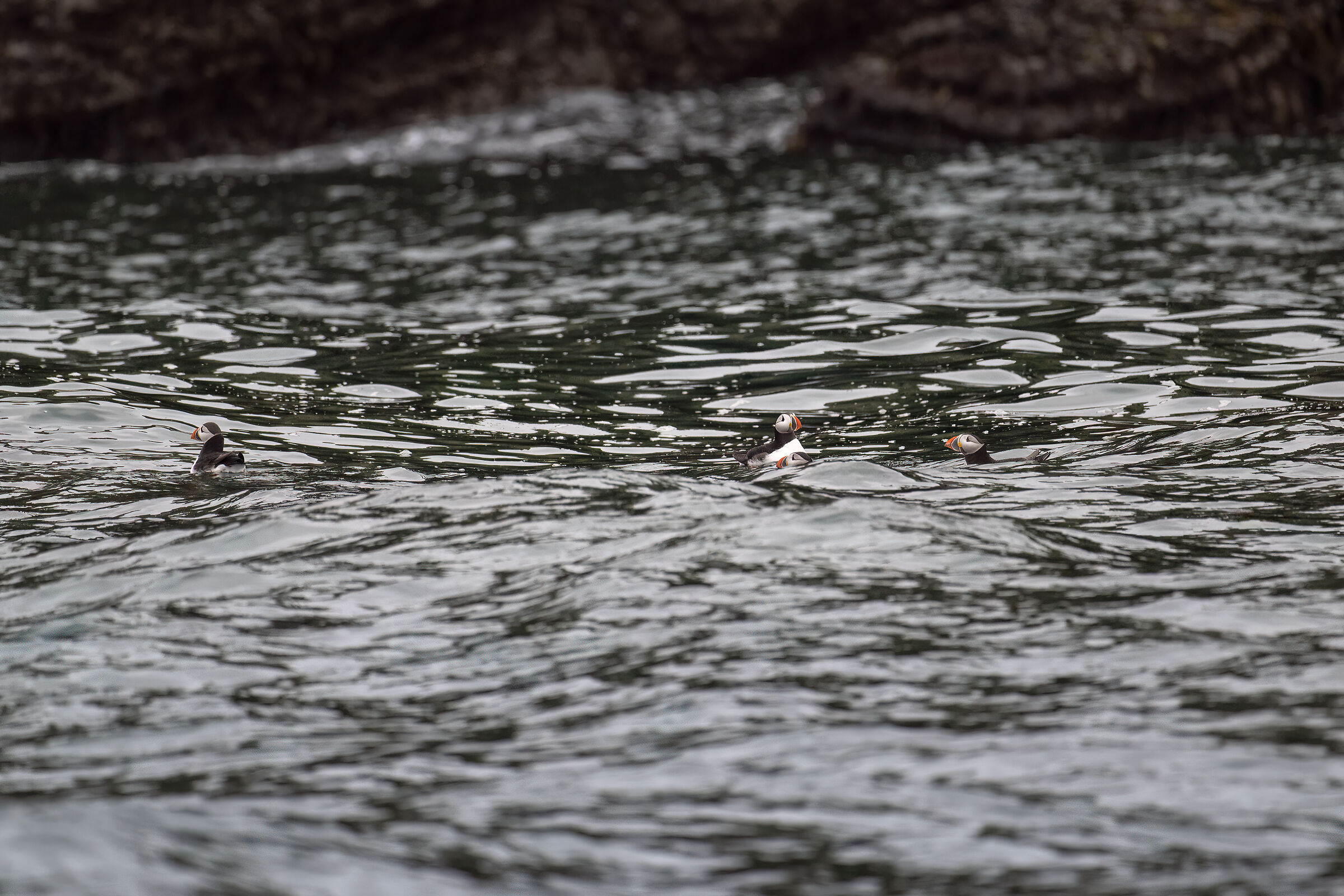 Puffin (Arctic Fratercula)
