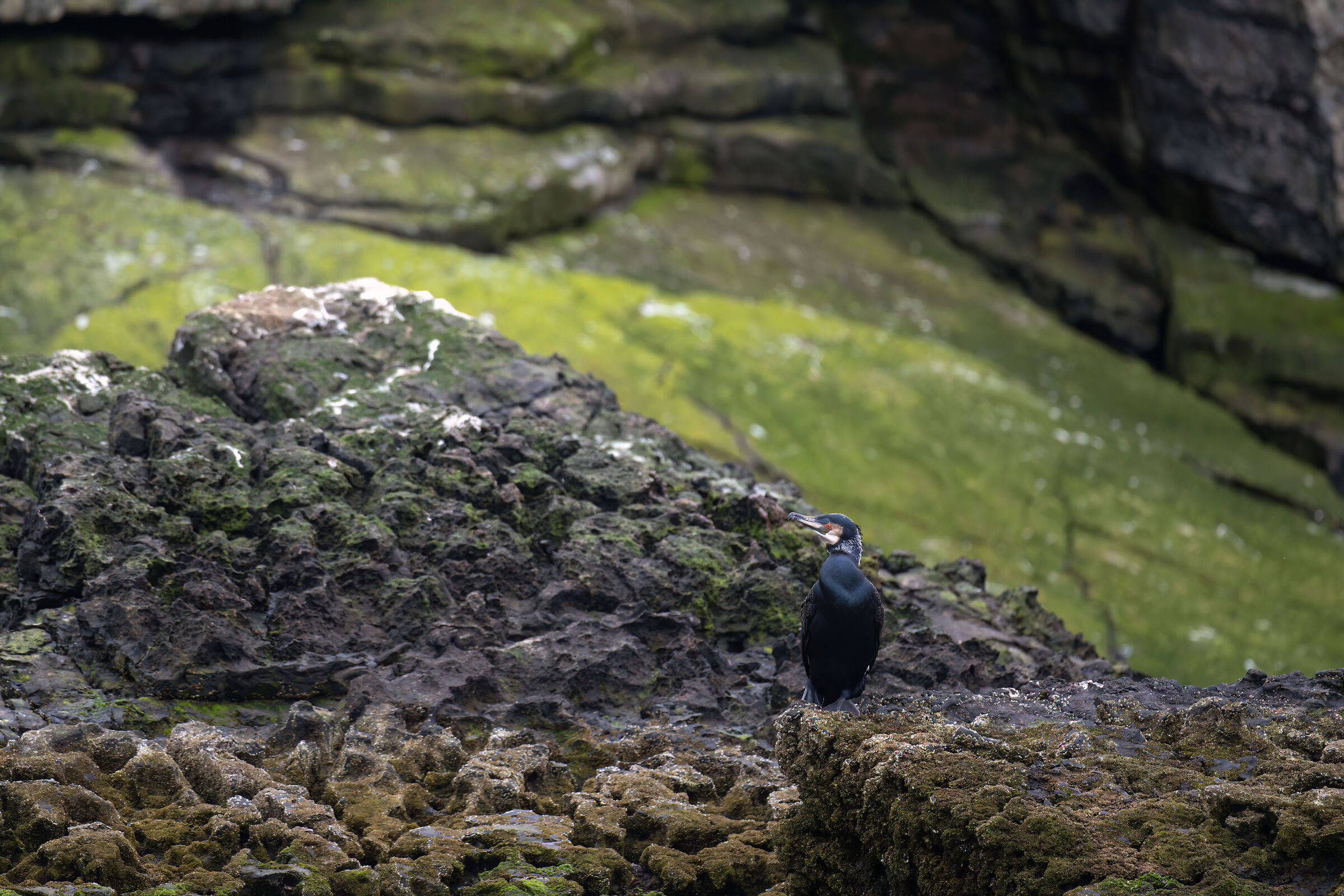 Cormorant (Phalacrocorax carbo)