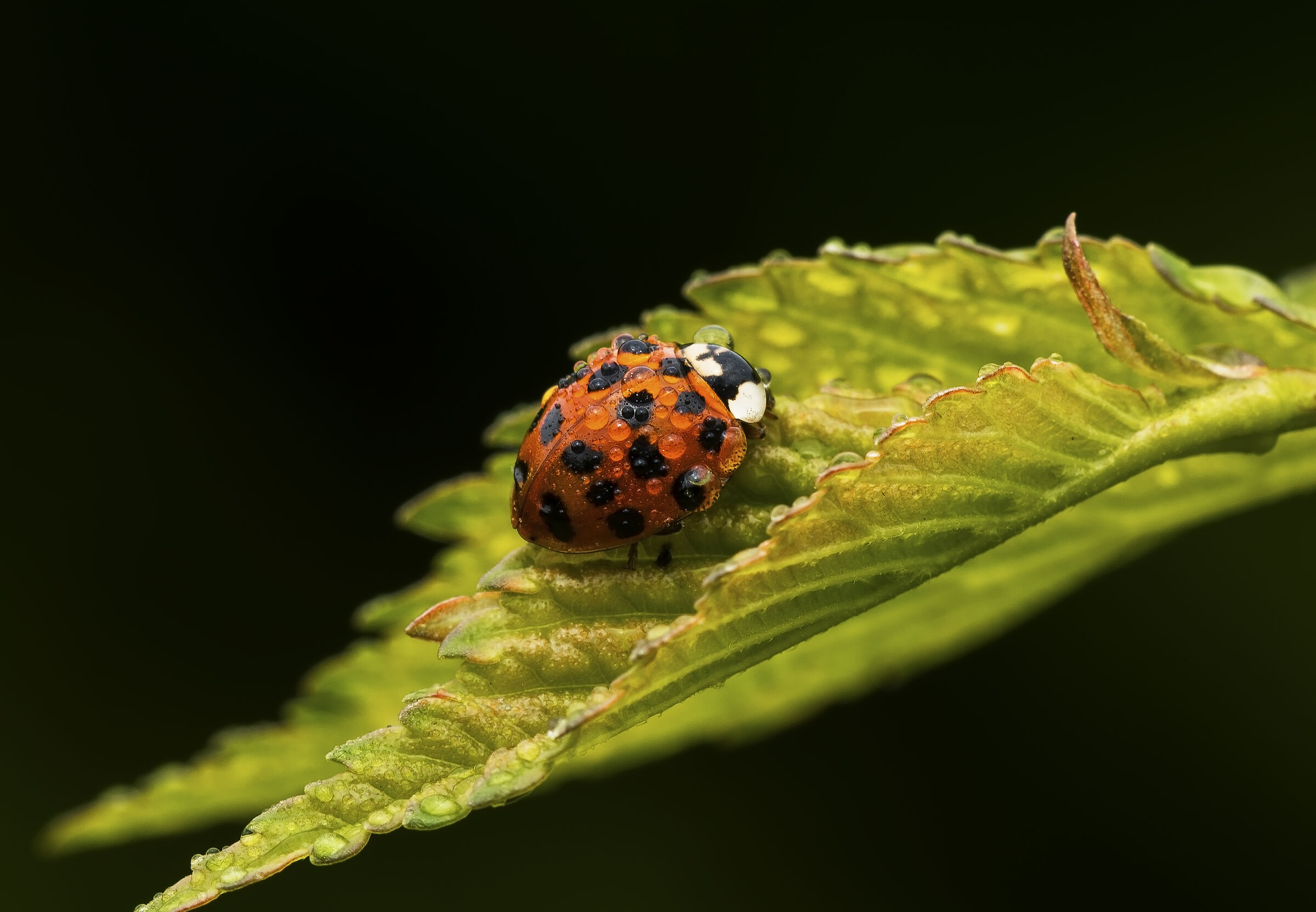 Complementary contrast