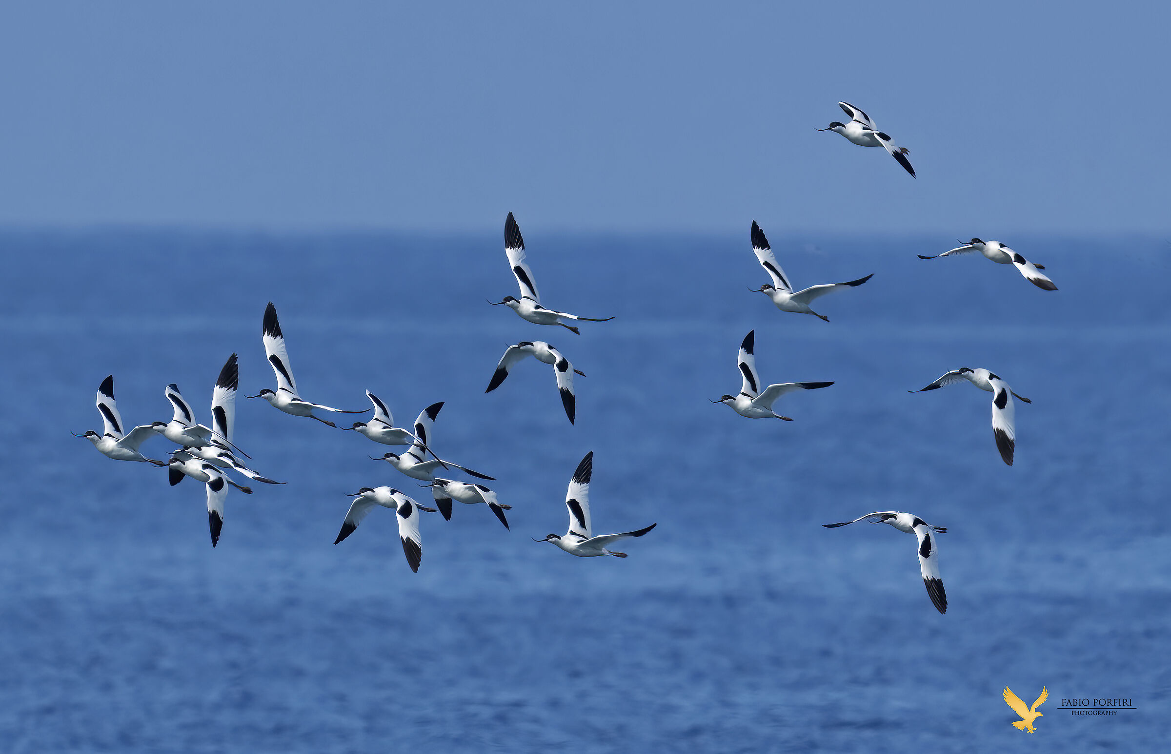 bianco e nero sul mare